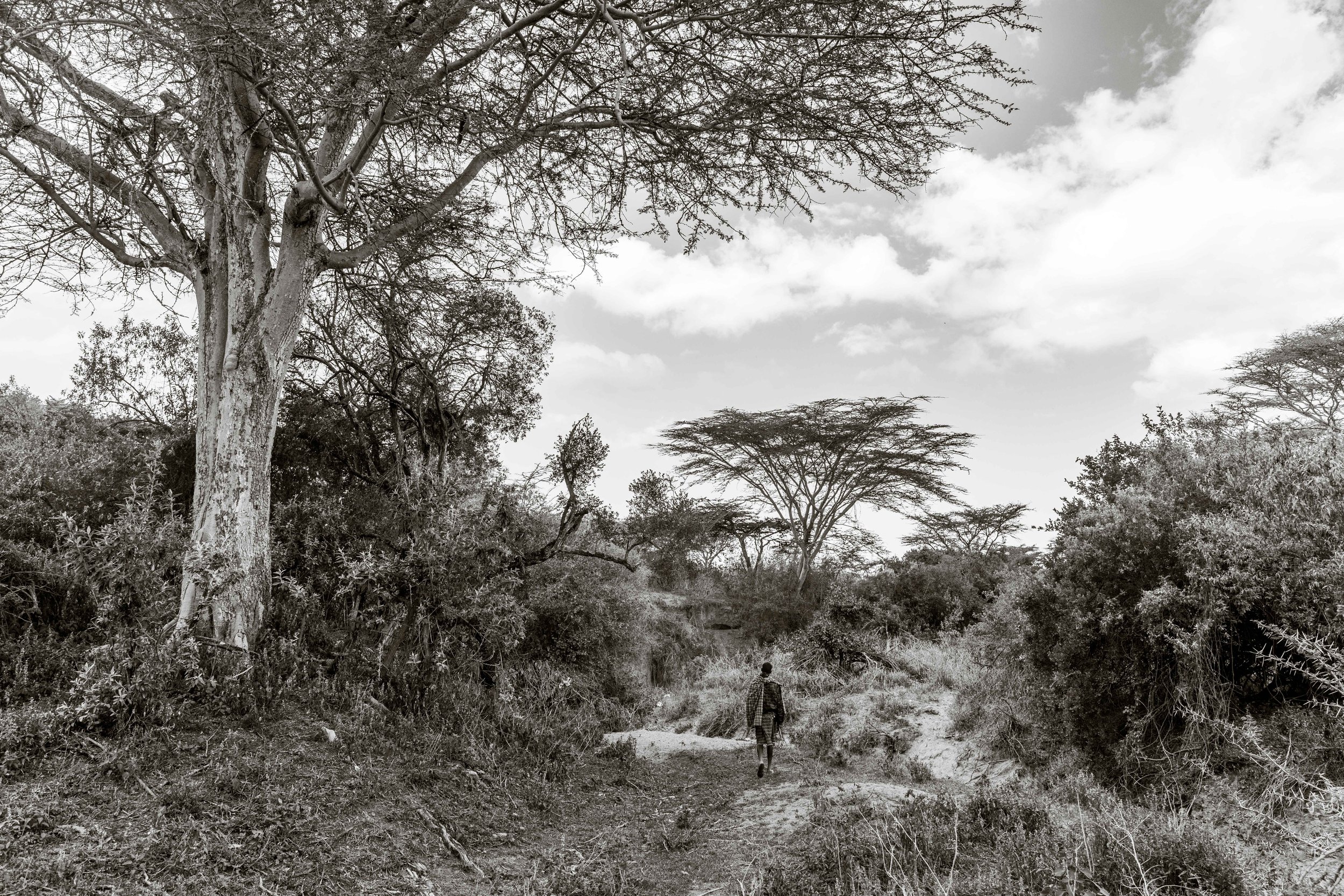 Walking with Maasai Warriors Maasai Mara Spear Throw Cattle Africa 20.jpg