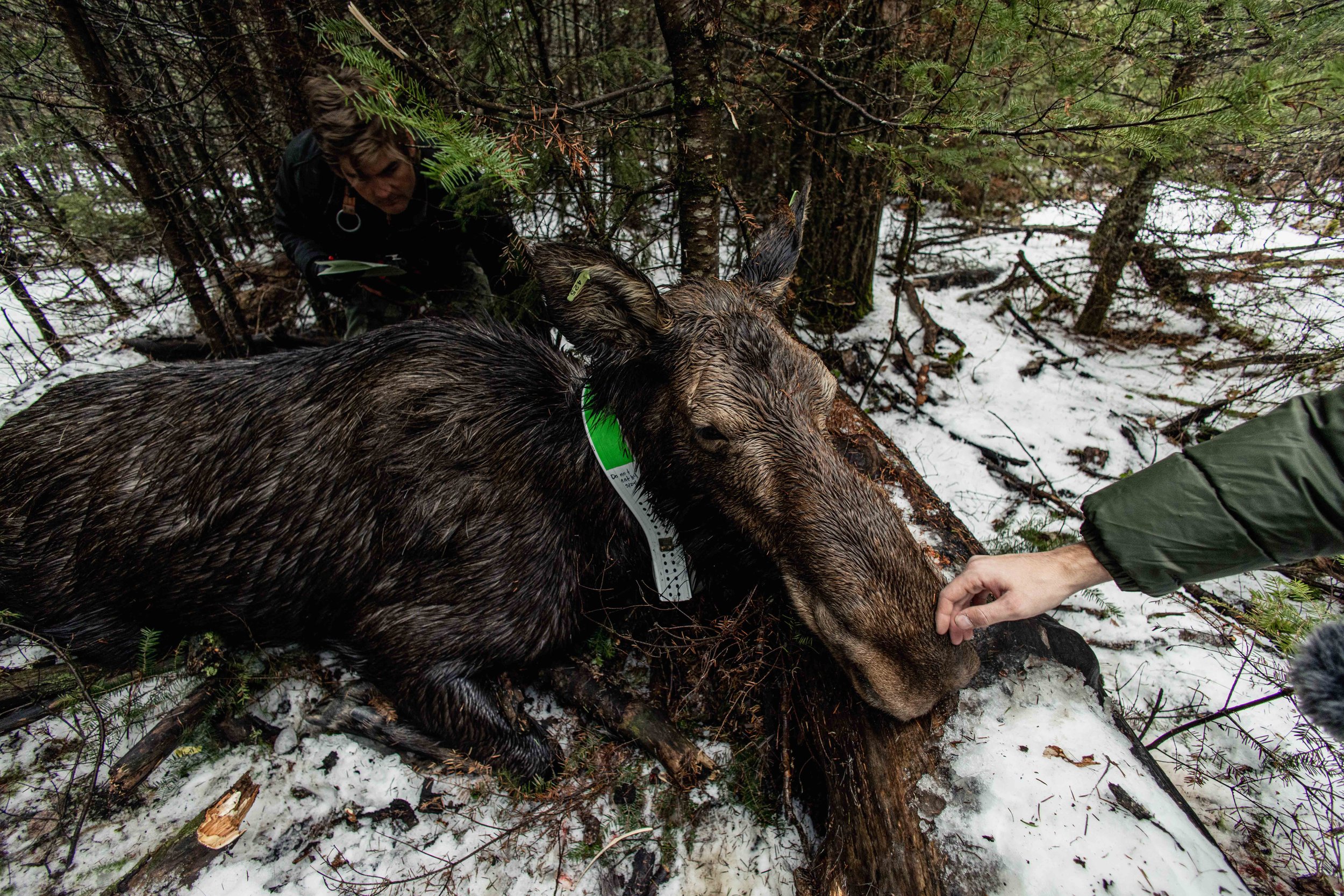 Minnesota Moose Declining Populations of Moose Grand Portage 4.jpg