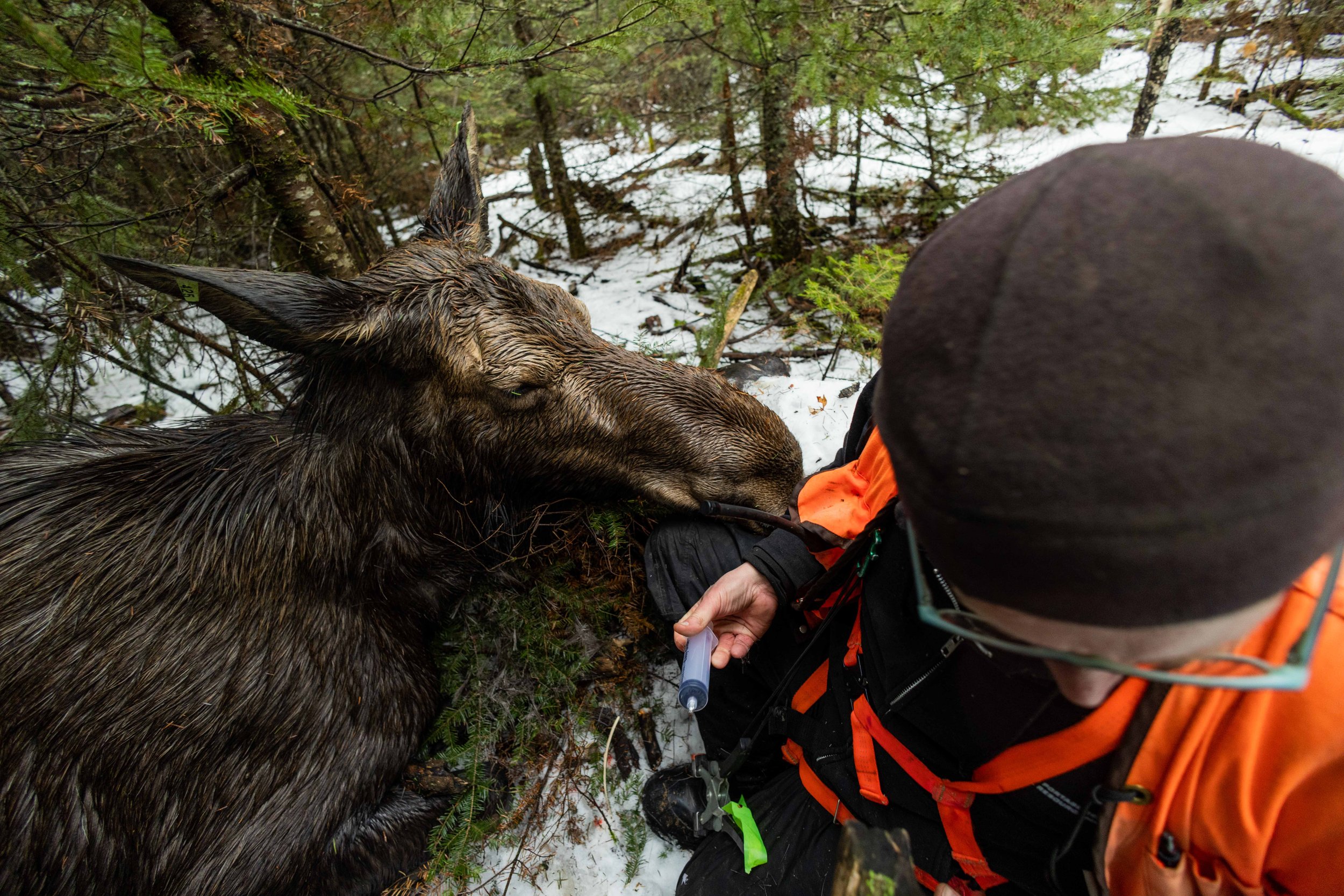Minnesota Moose Declining Populations of Moose Grand Portage 3.jpg