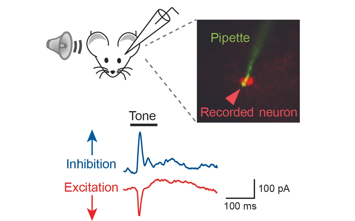 invivo_wholecellrec.jpg
