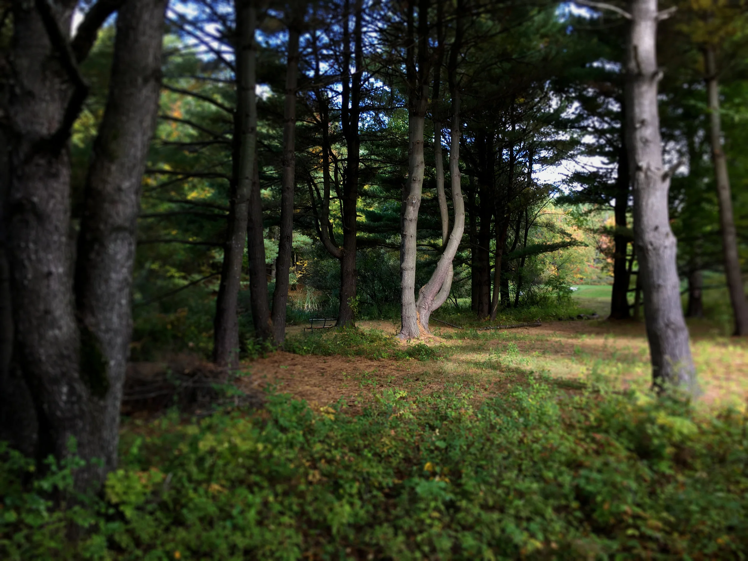 Pines with light blur F.jpg