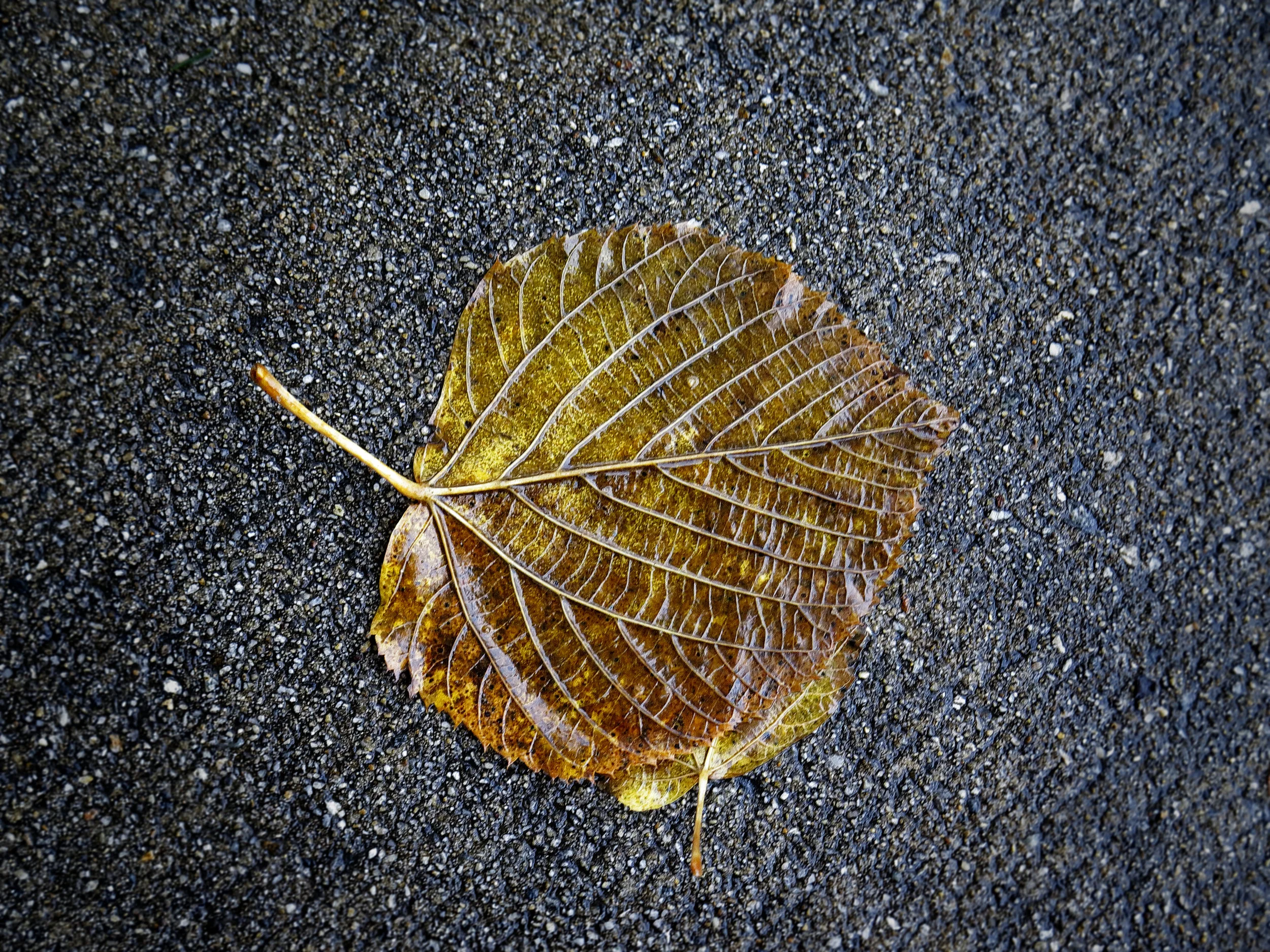 IMG_0275.jpg