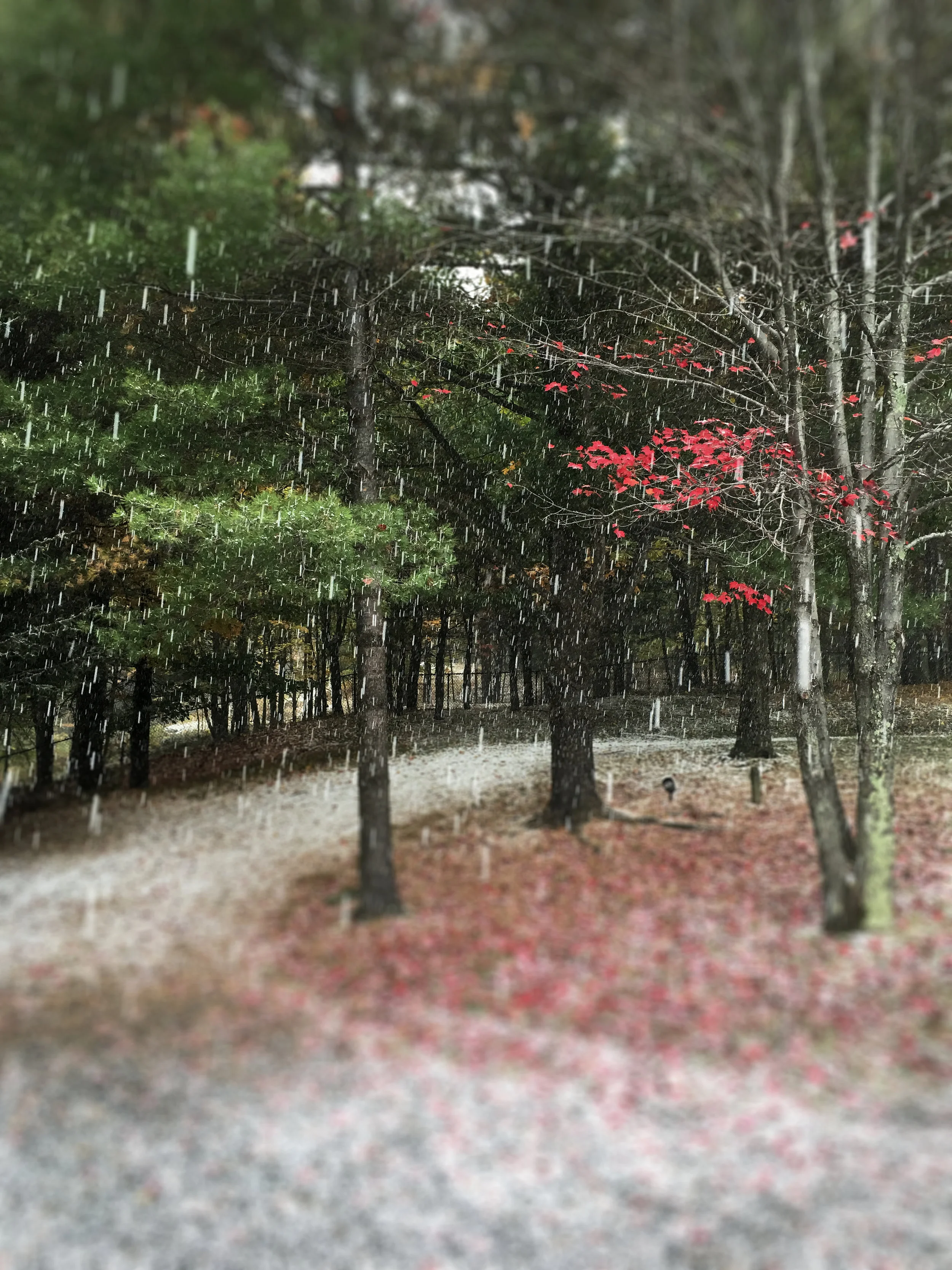 Maple along driveway blured F4136.jpg