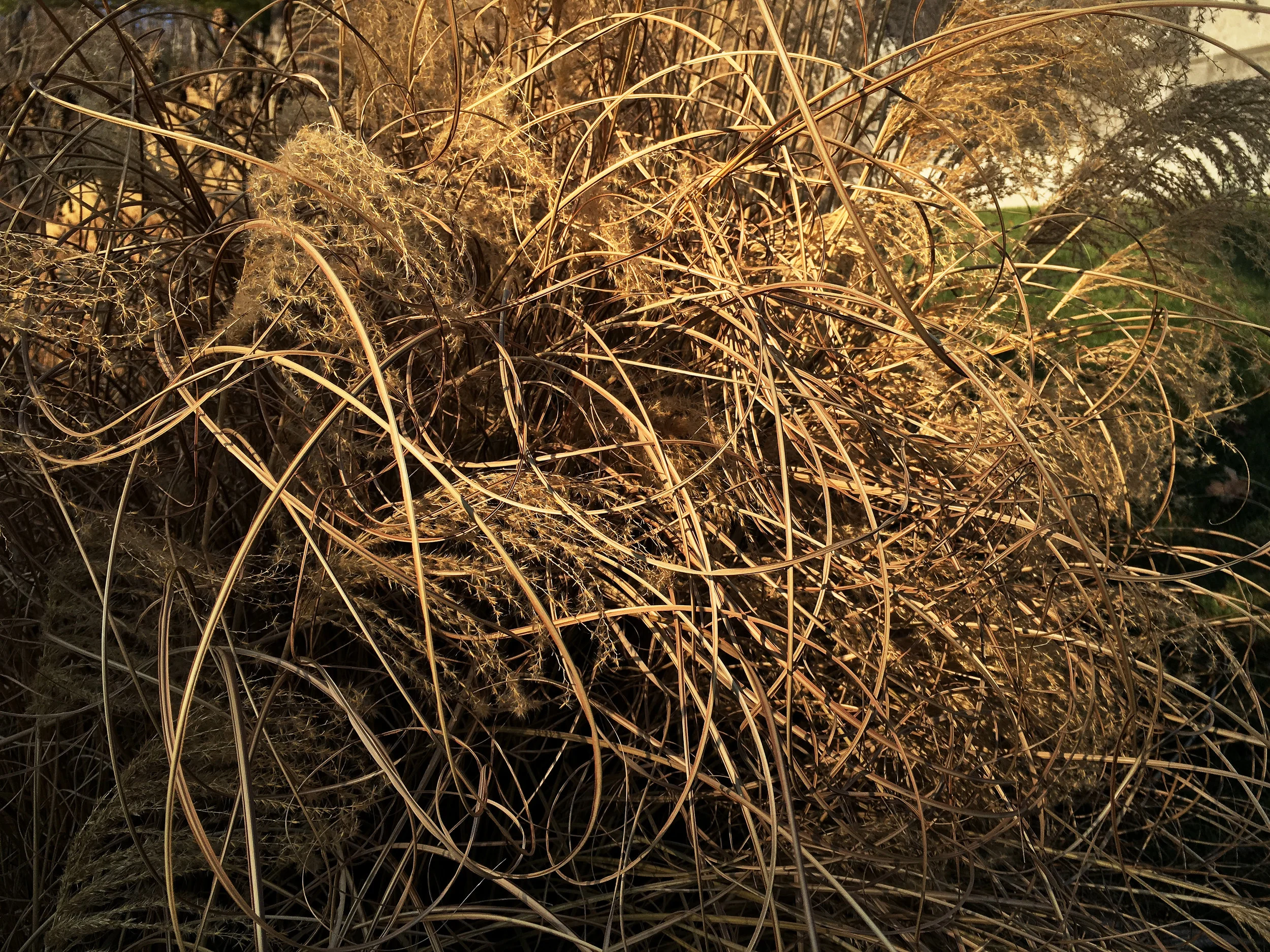 Pampas grass 2 F.jpg