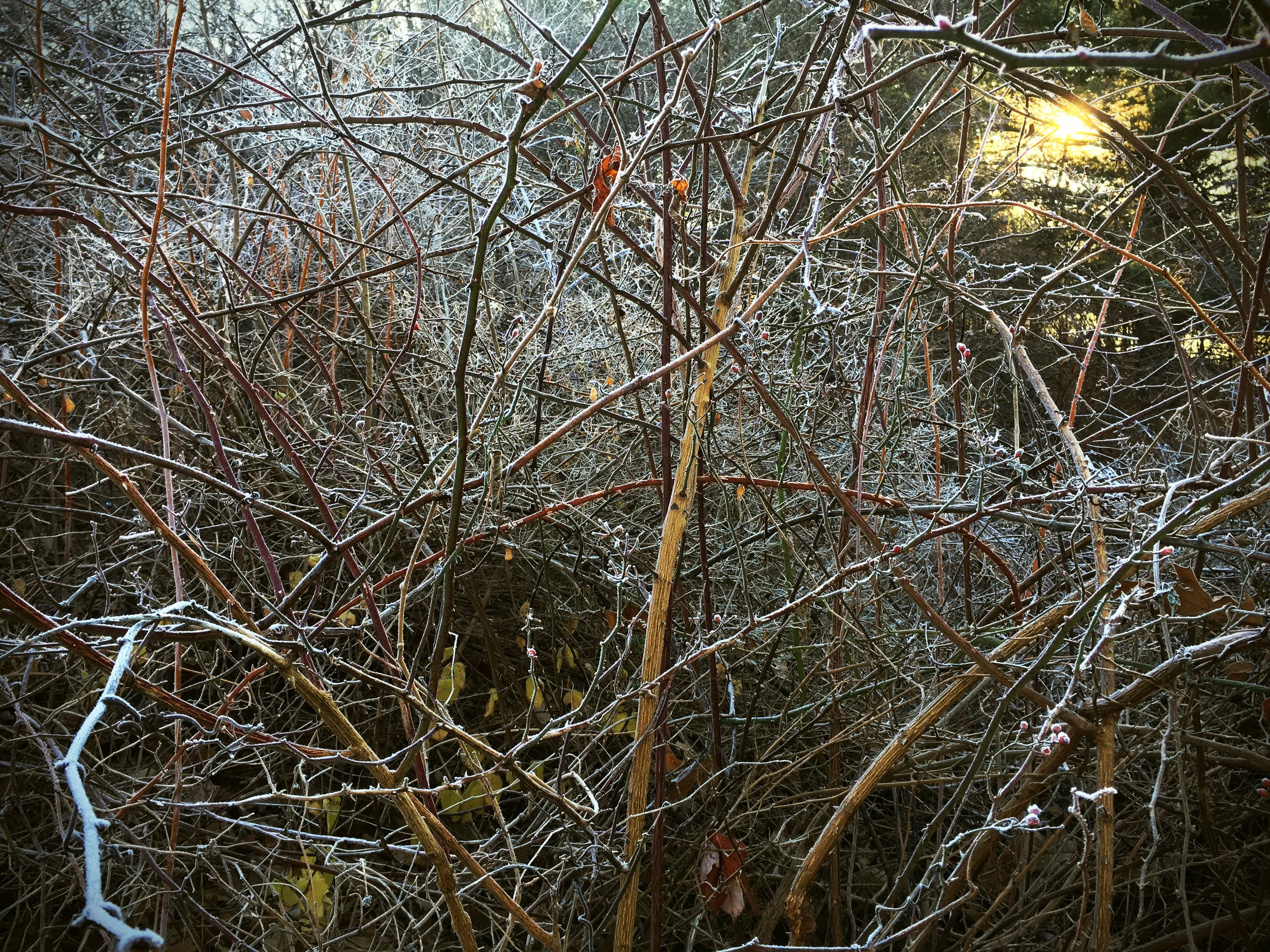 Thicket 3 F.jpg