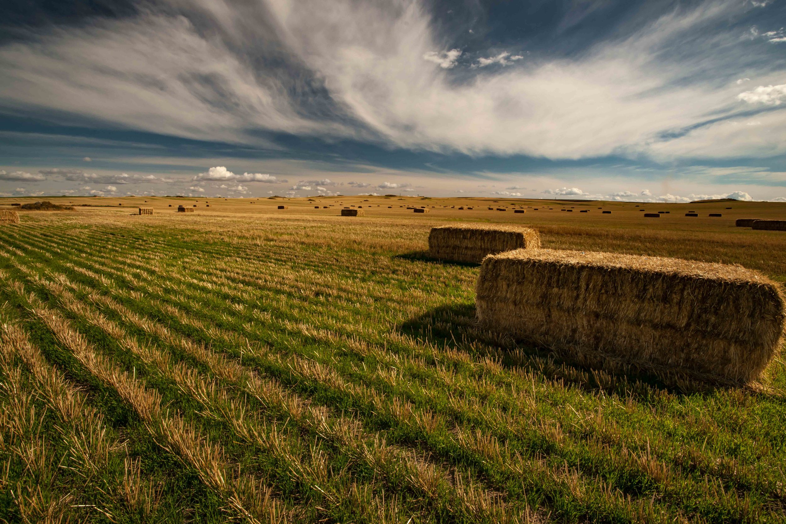 Palouse 4-6.jpg