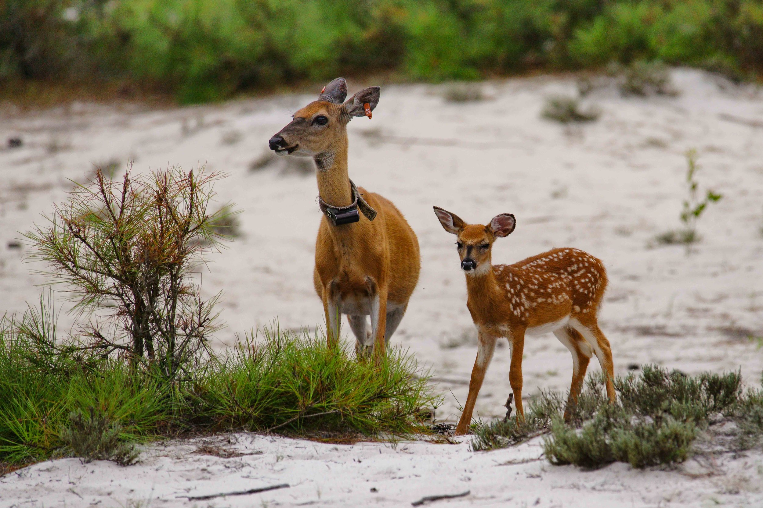 Assateague 2-6.jpg