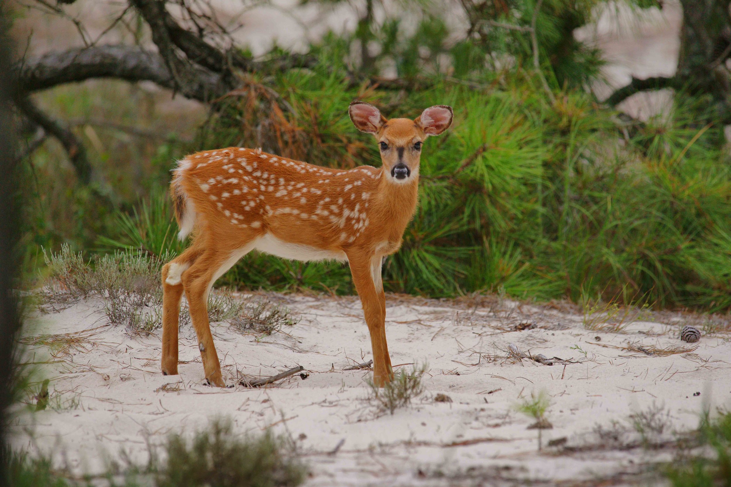 Assateague 2-10.jpg