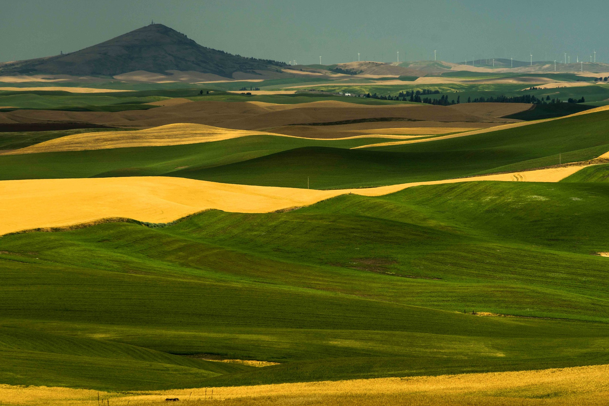 Palouse 5-51.jpg