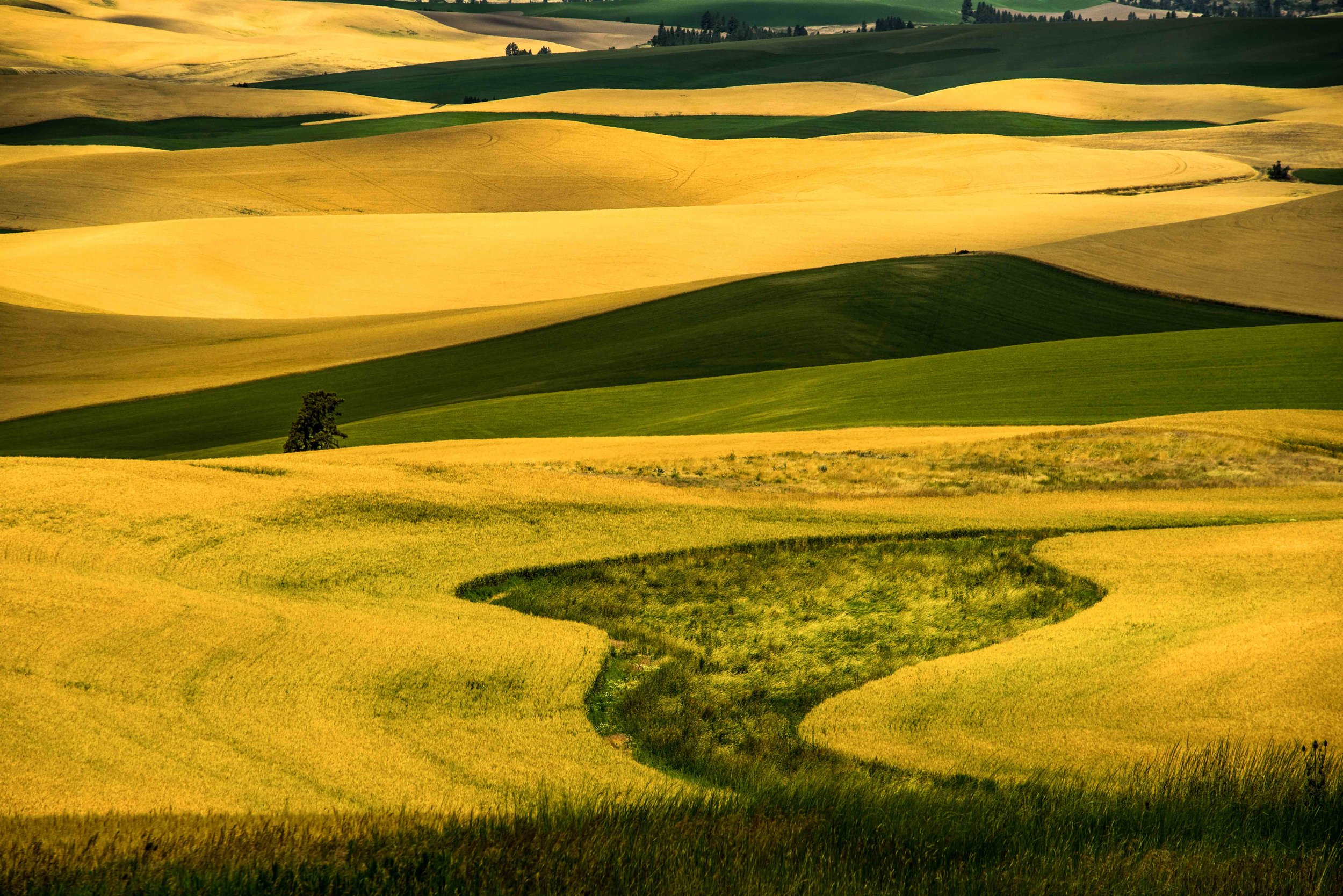 Palouse 5-52.jpg