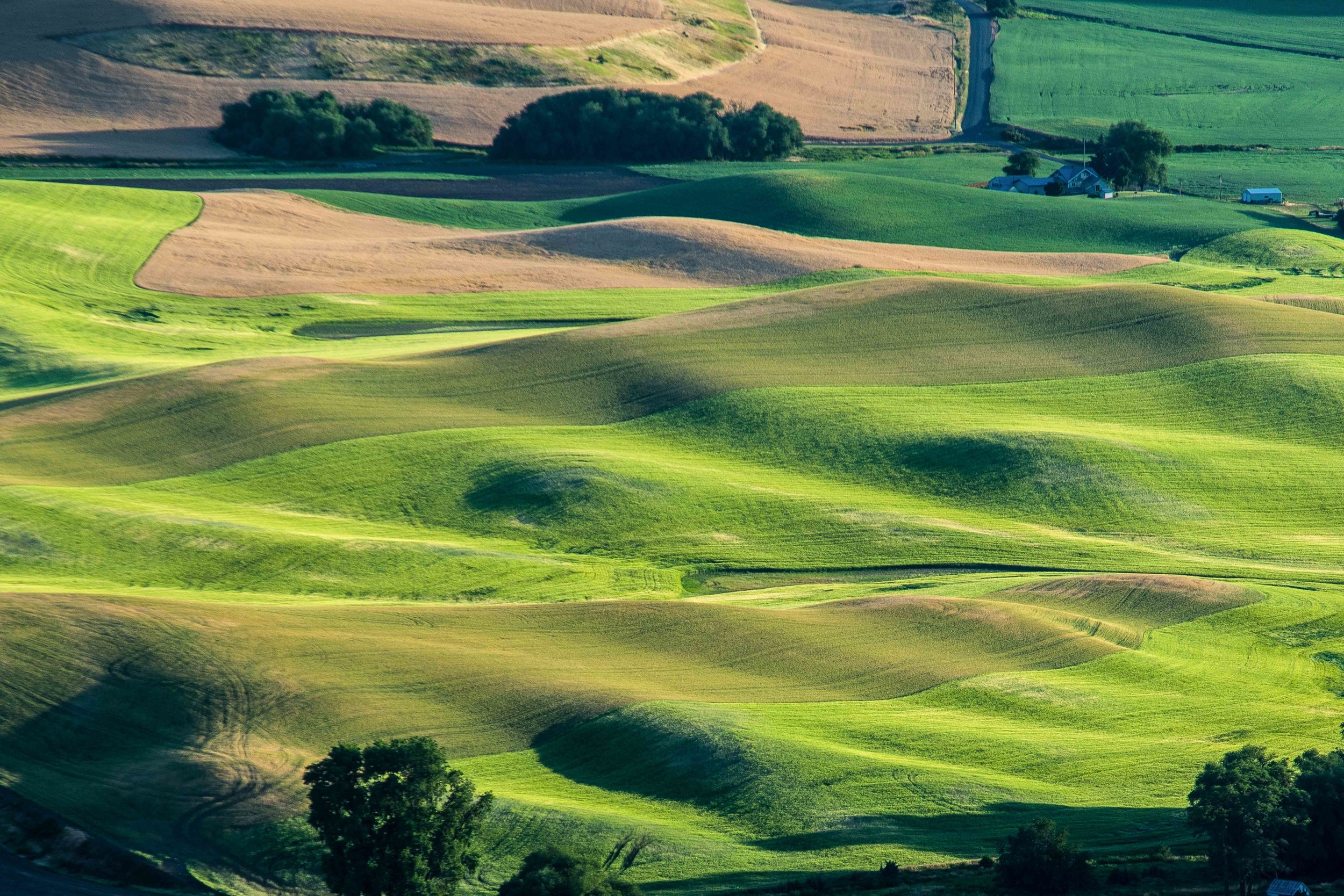 Palouse 5-81.jpg