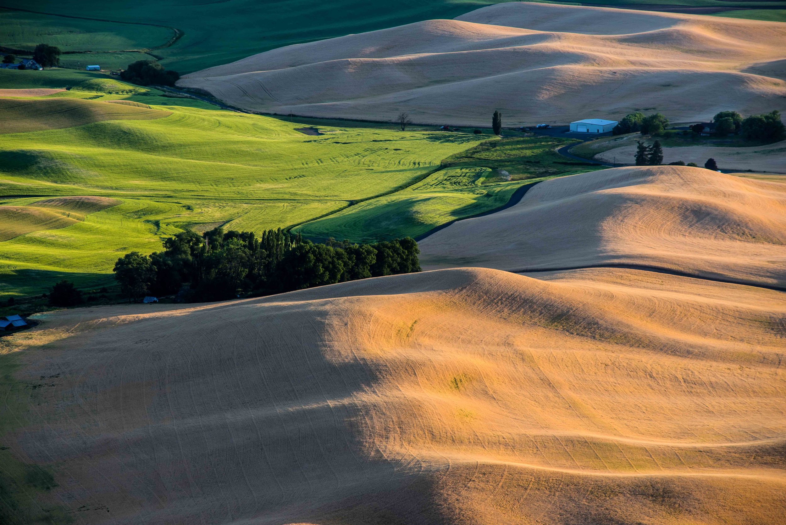 Palouse 5-91.jpg