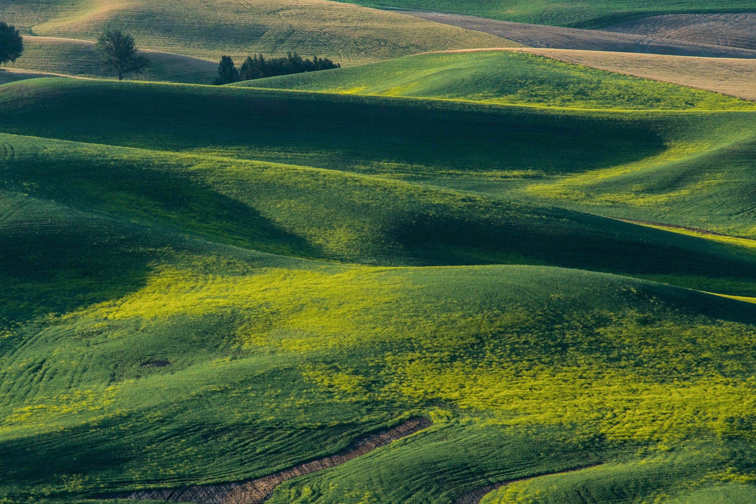 Palouse 5-130.jpg