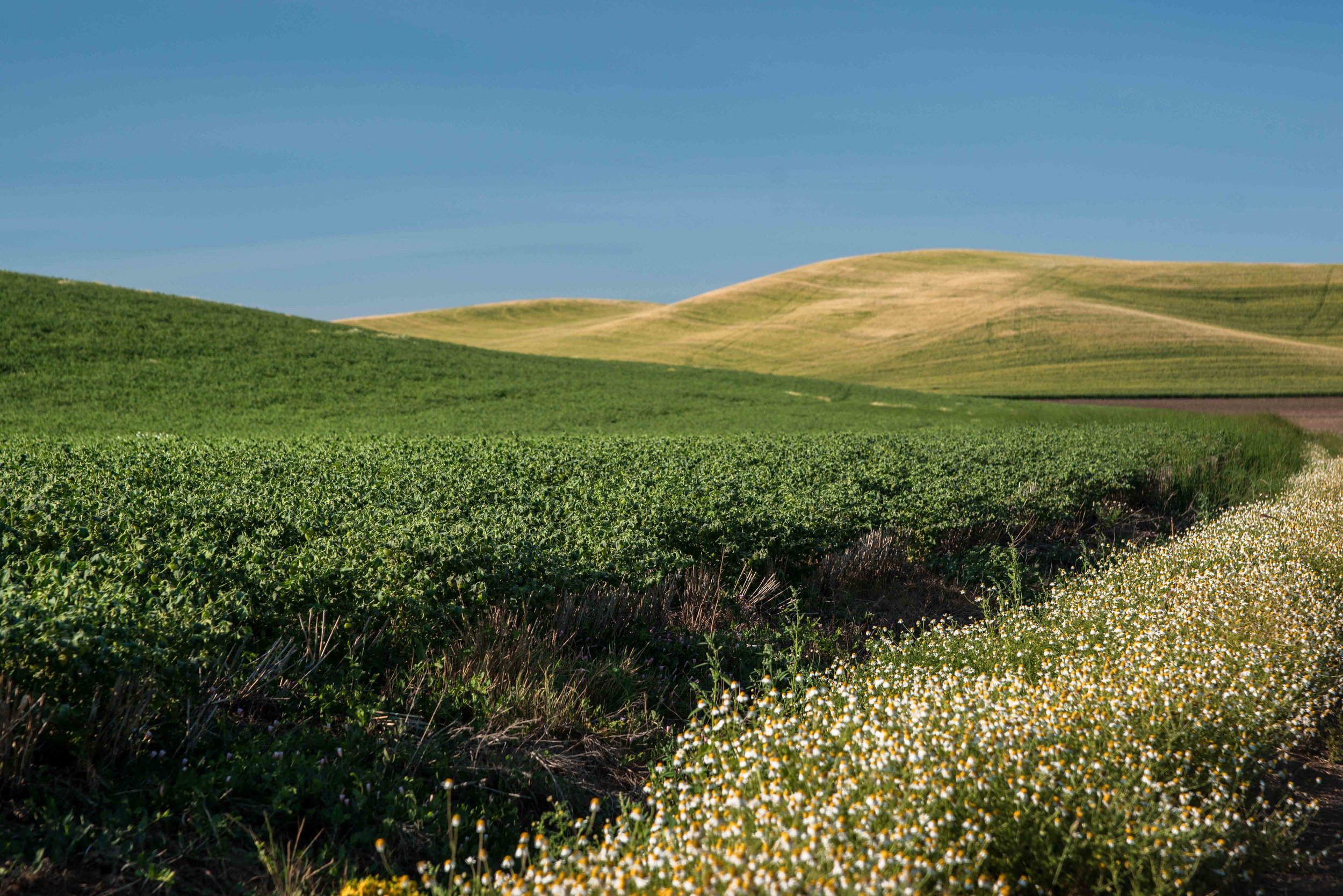 Palouse 5-140.jpg