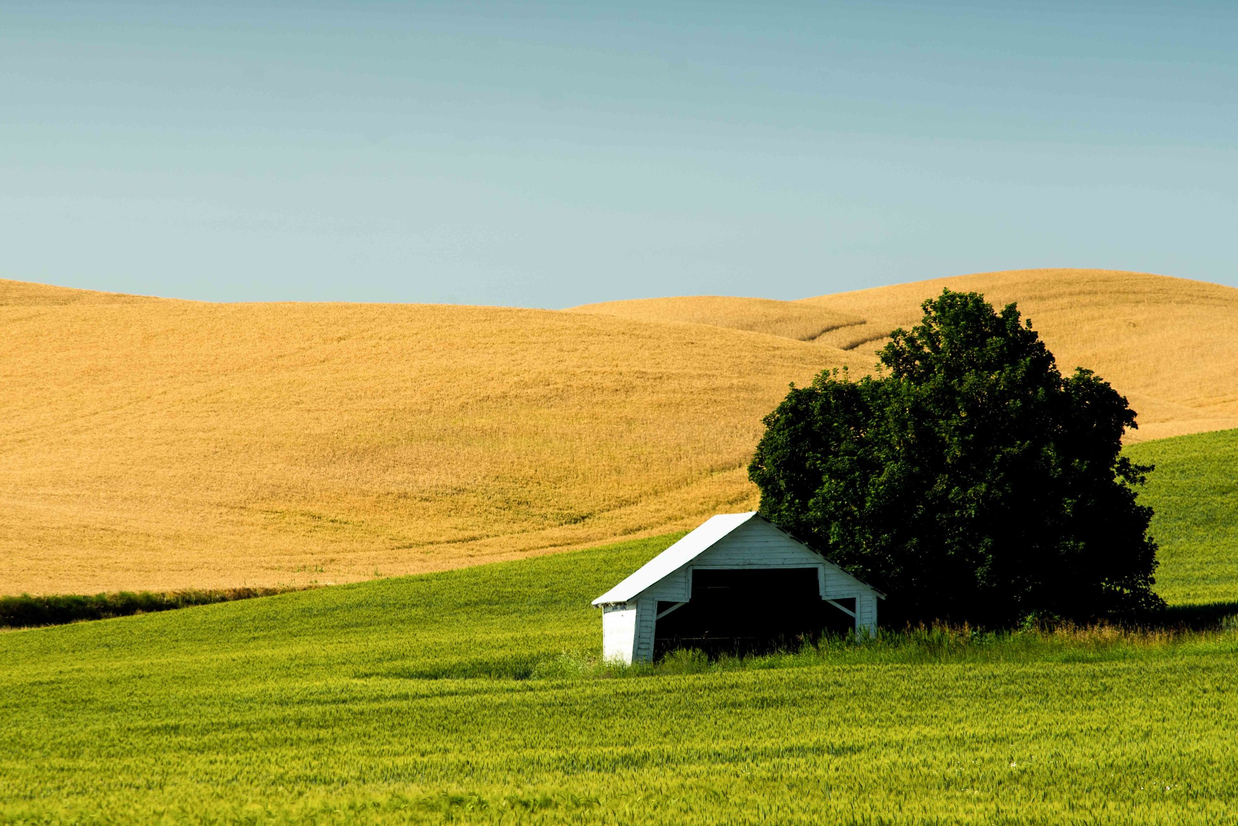 Palouse 5-150.jpg