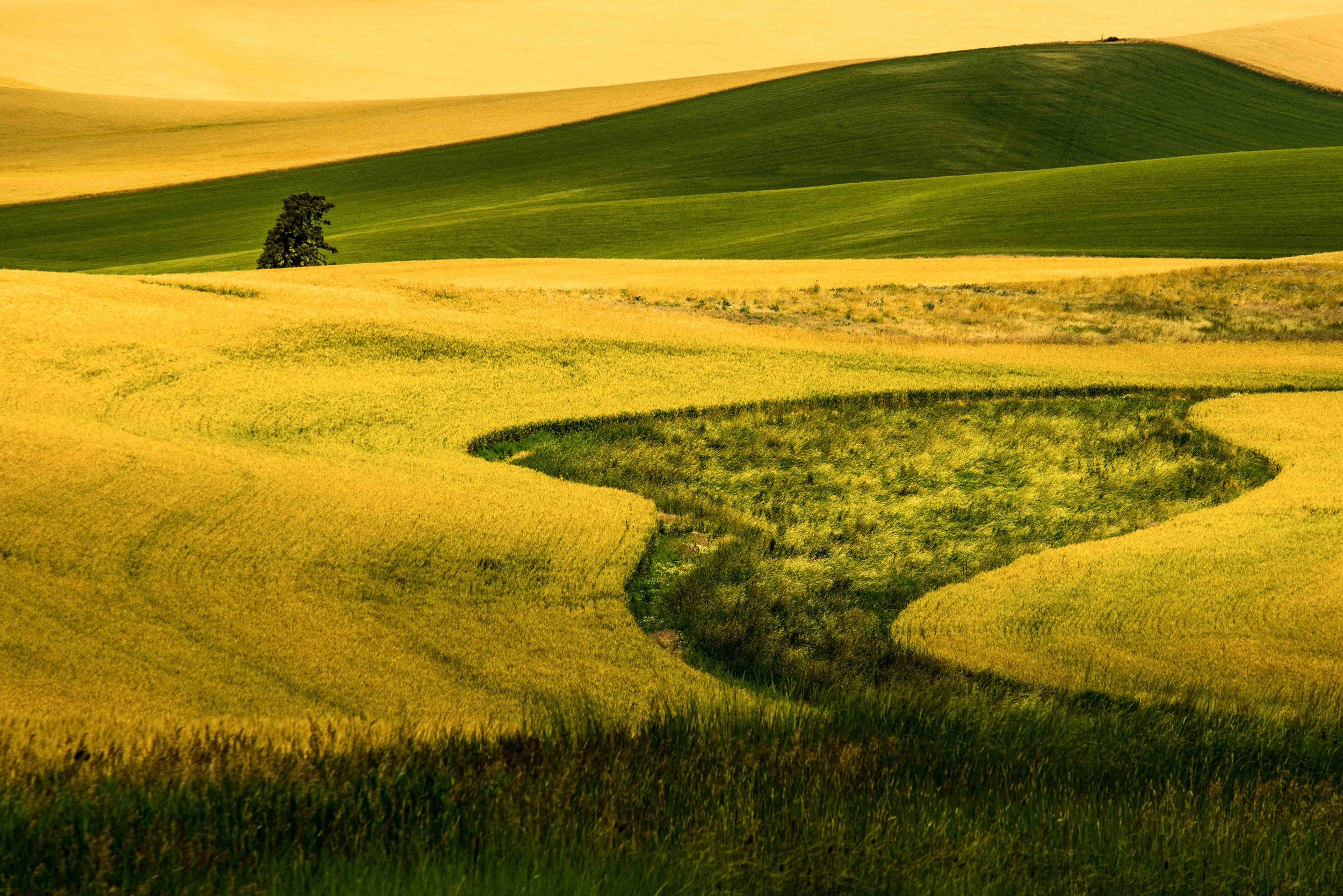 Palouse 5-50.jpg