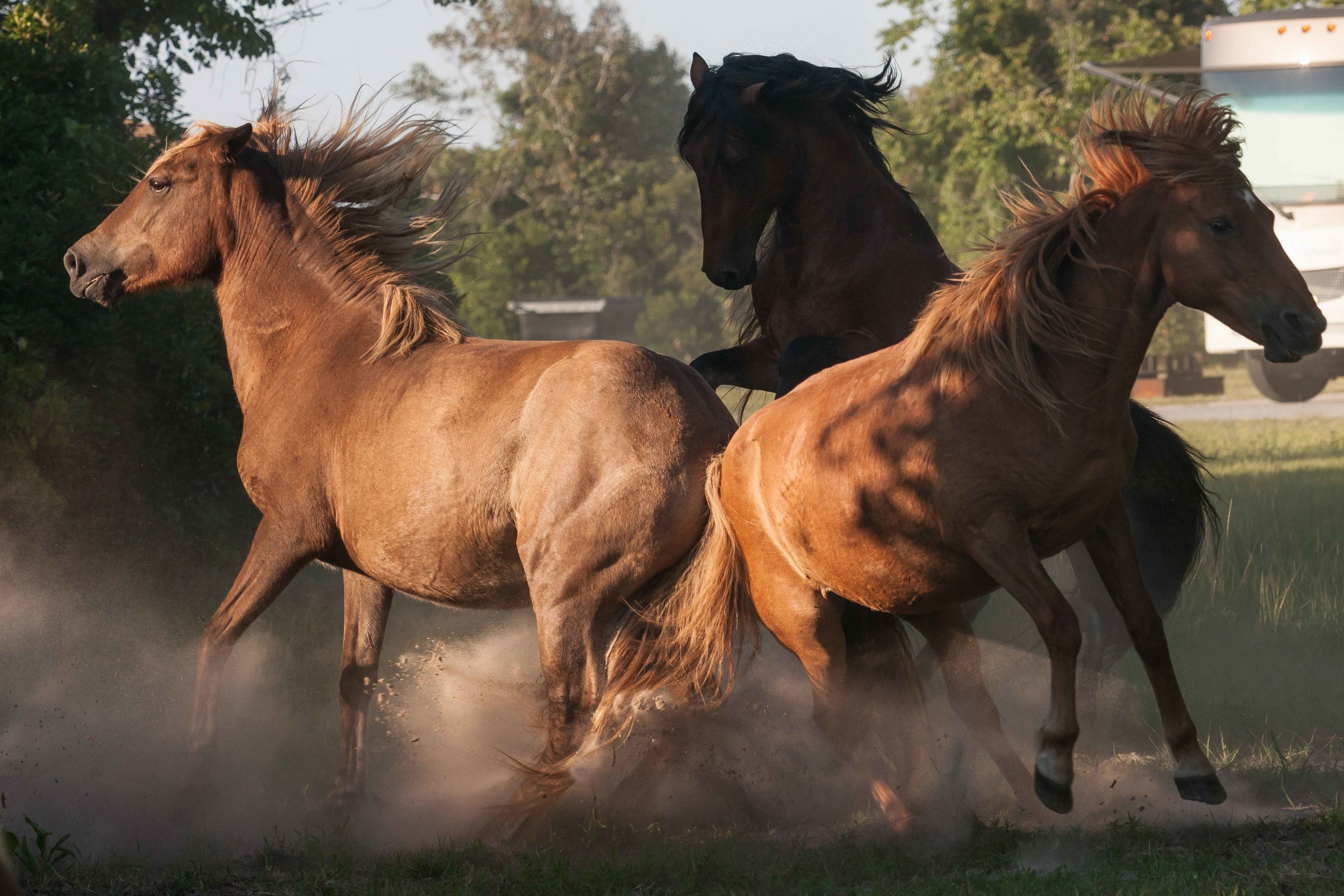 Assateague 4-31.jpg