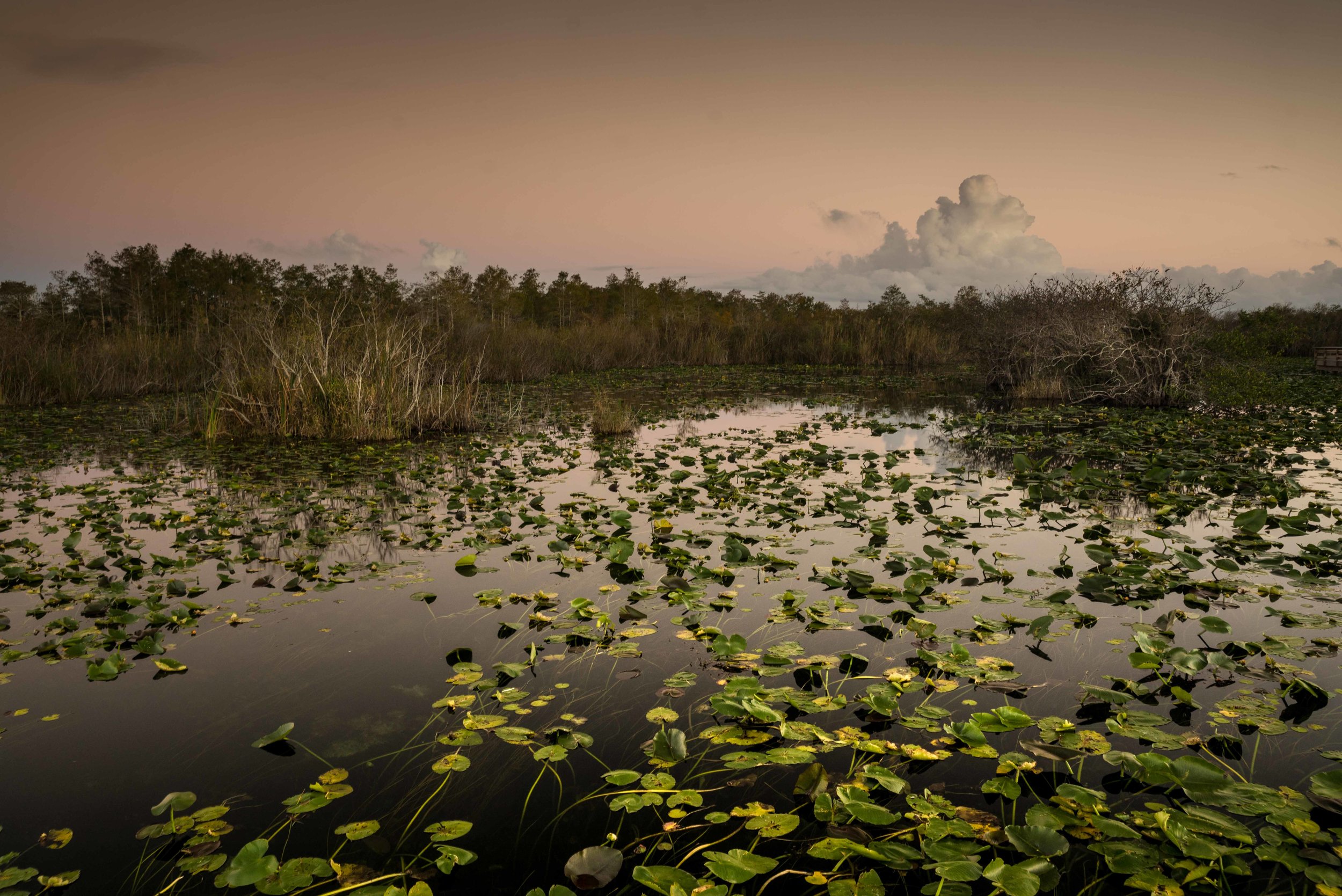 Everglades 2018-4.jpg