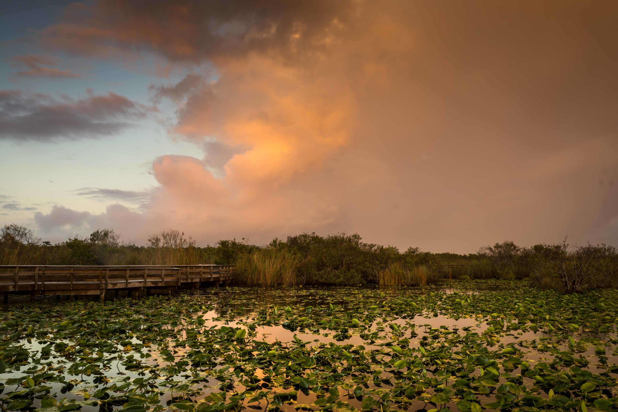 Everglades 2018-7.jpg