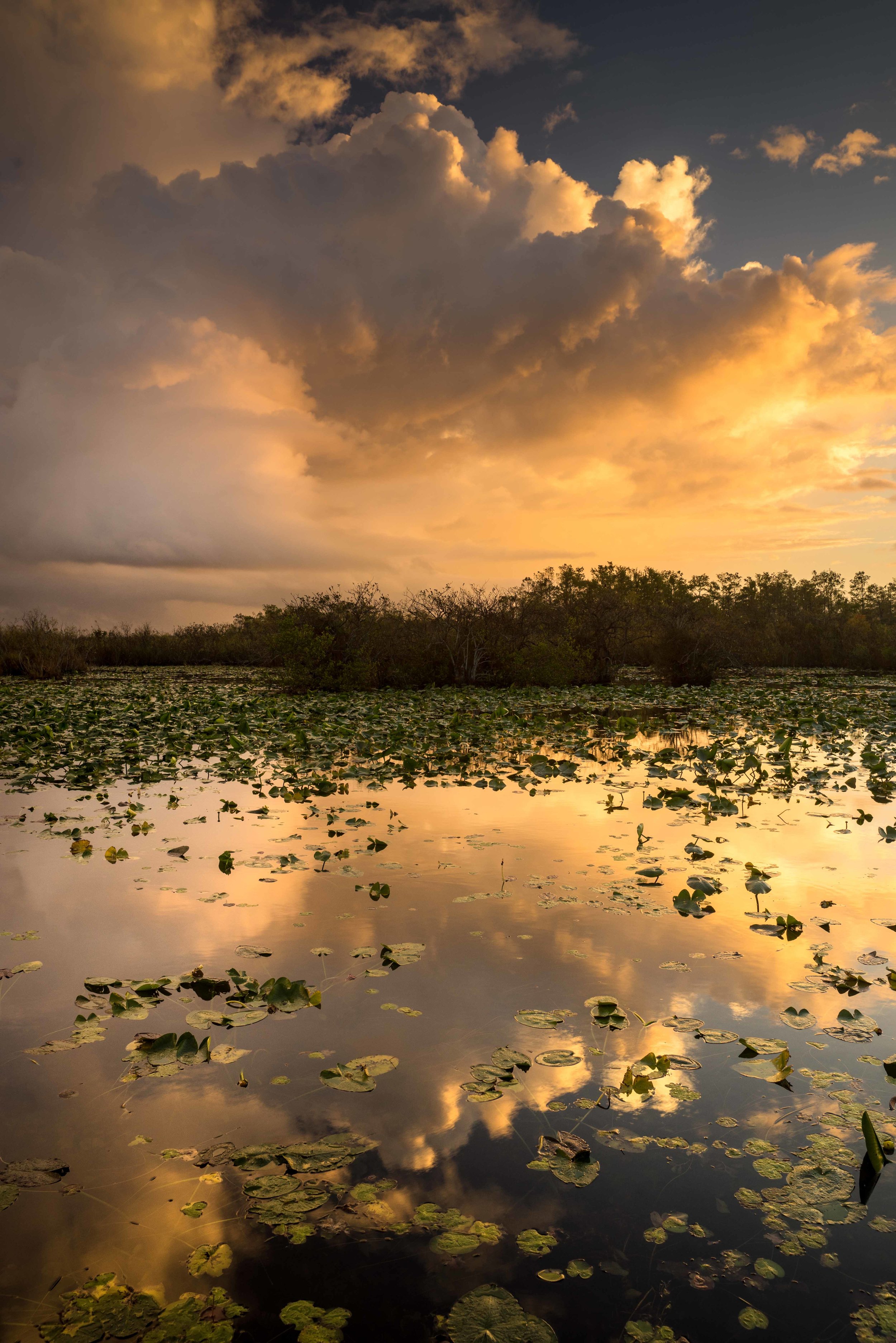 Everglades 2018-9.jpg