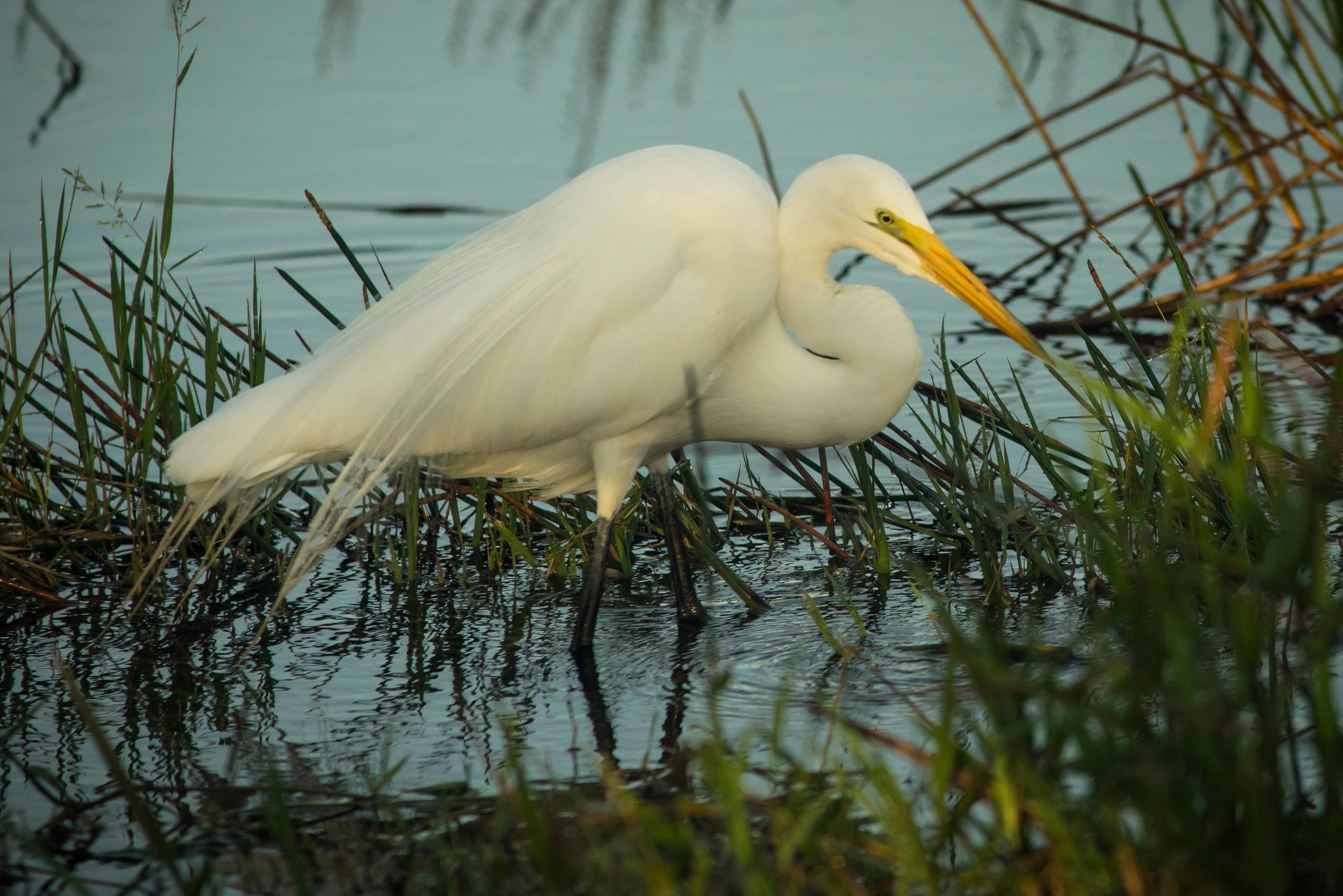 Everglades 2018-13.jpg