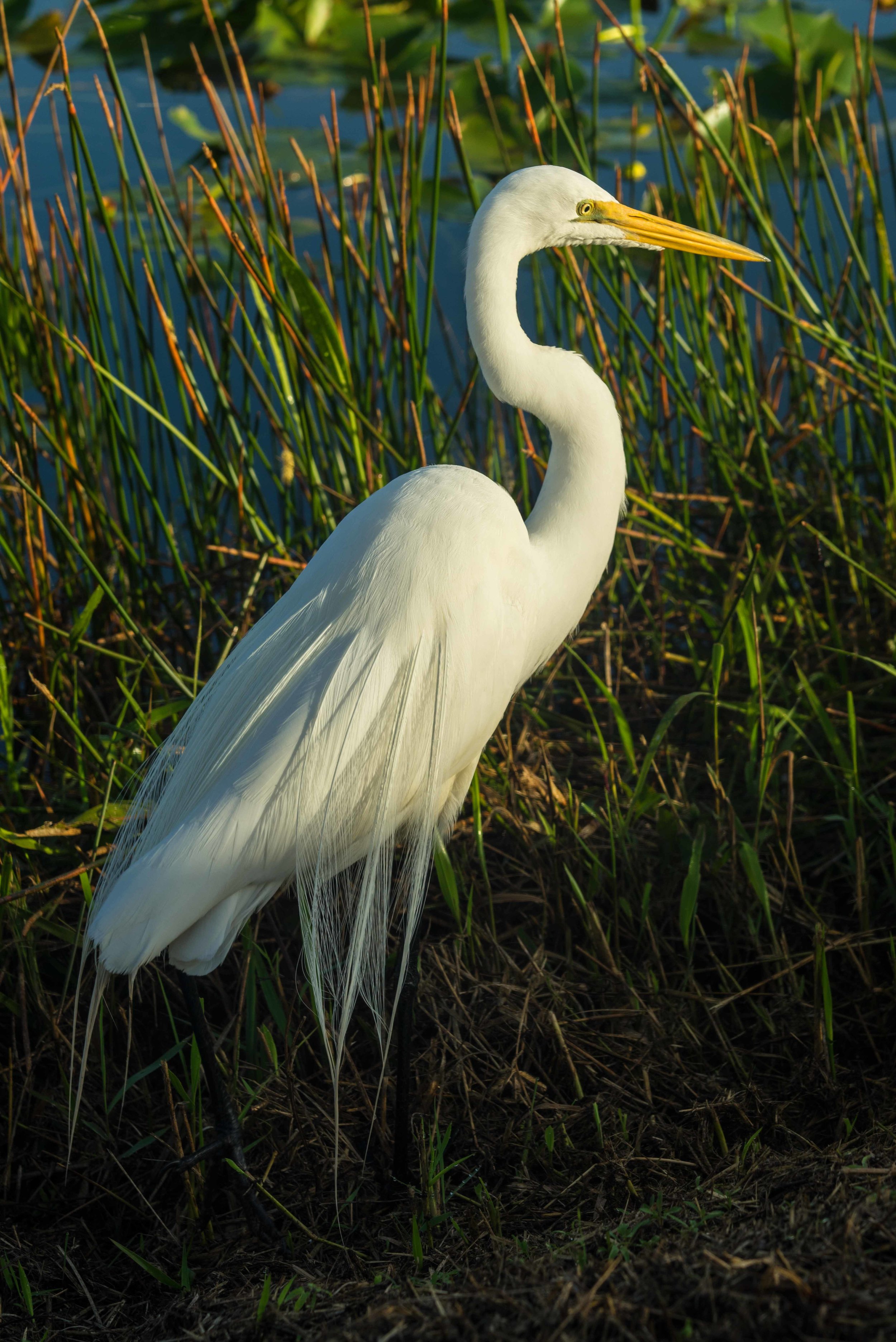 Everglades 2018-14.jpg