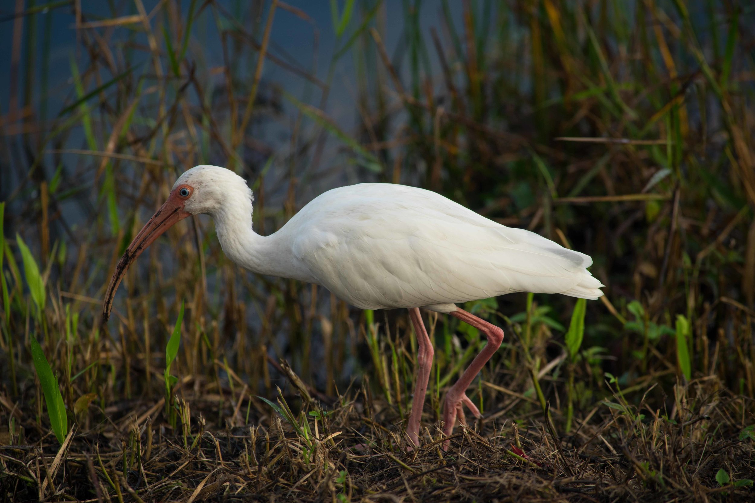 Everglades 2018-17.jpg