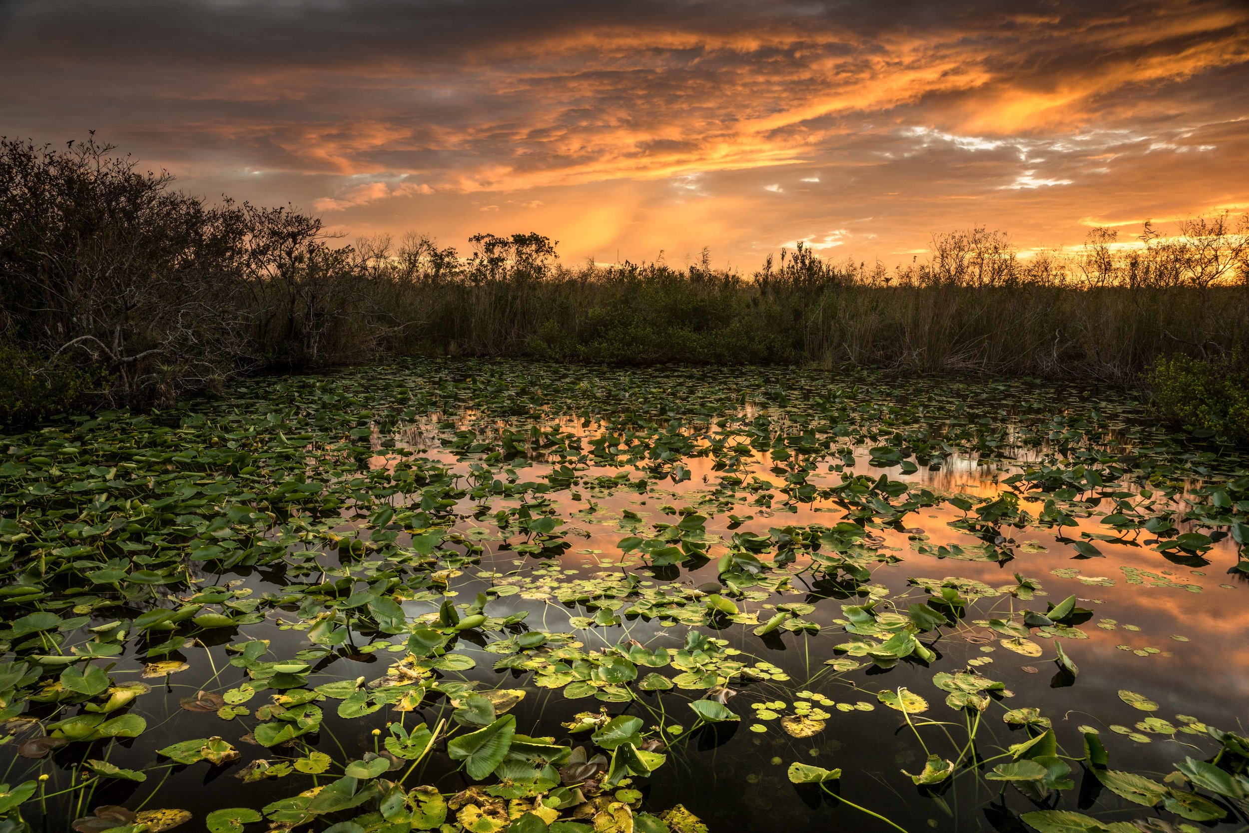 Everglades 2018-21.jpg