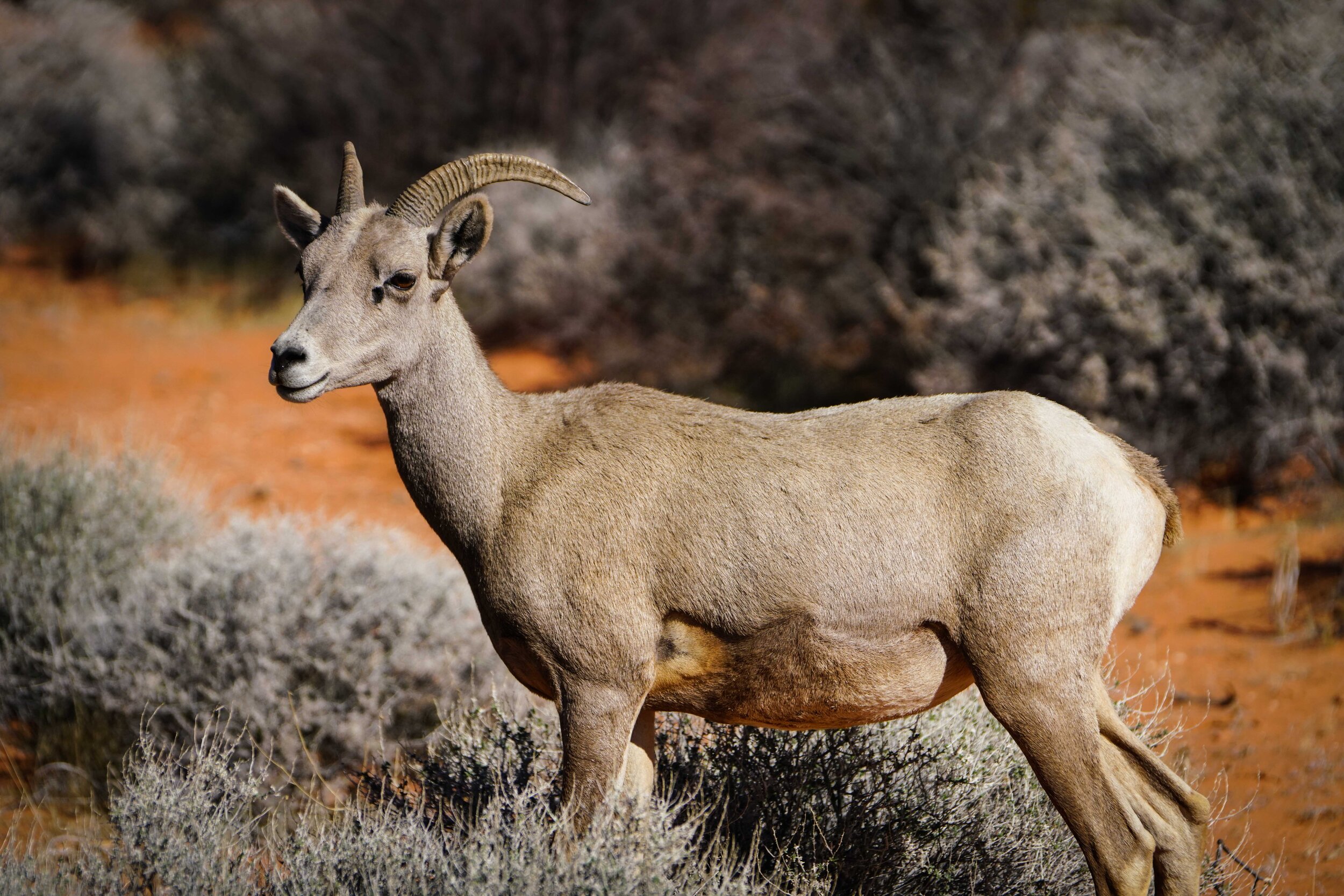 Valley of Fire Dev Lr-1.jpg