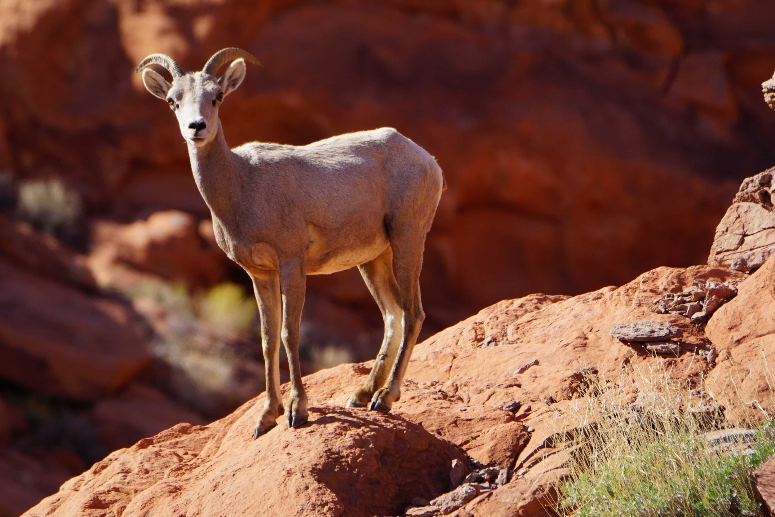 Valley of Fire Dev Lr-16.jpg