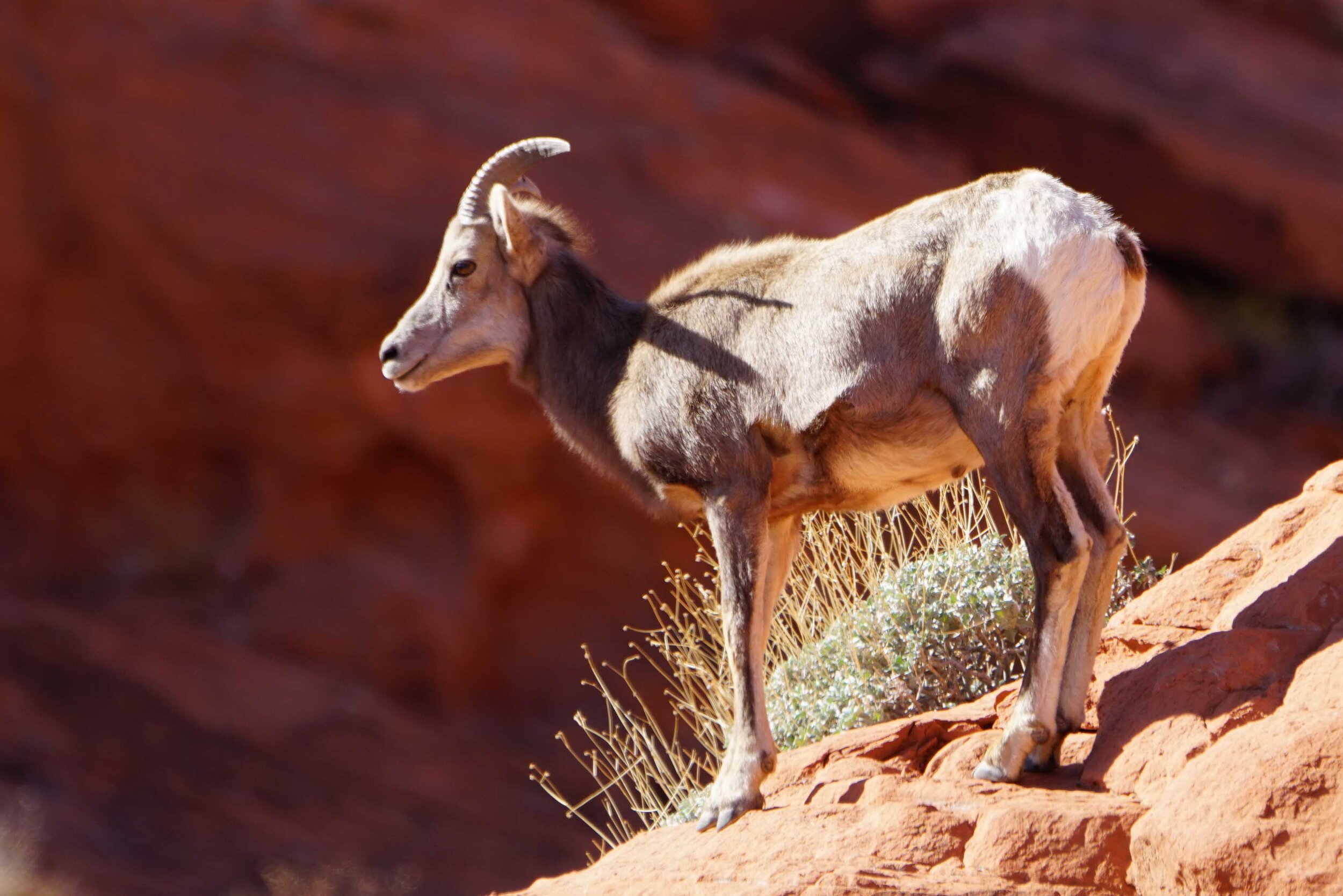 Valley of Fire Dev Lr-18.jpg