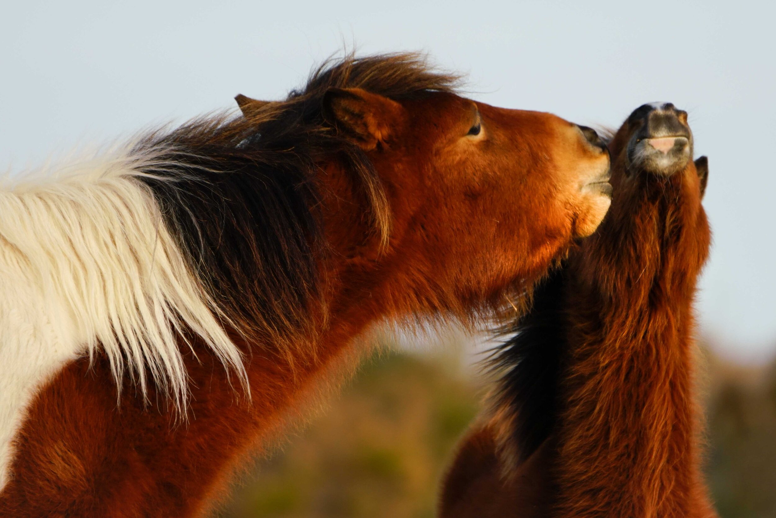 Wild horses  Lr-2.jpg