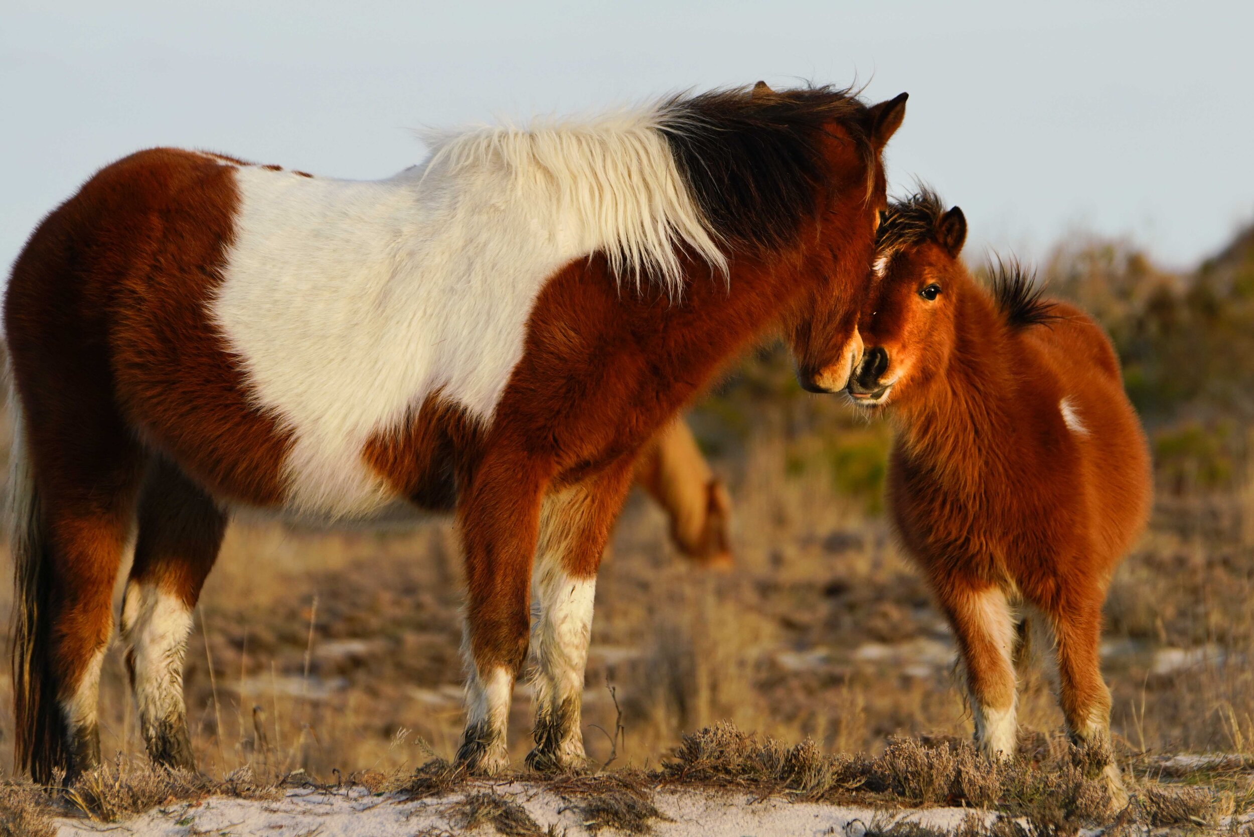 Wild horses  Lr-1.jpg