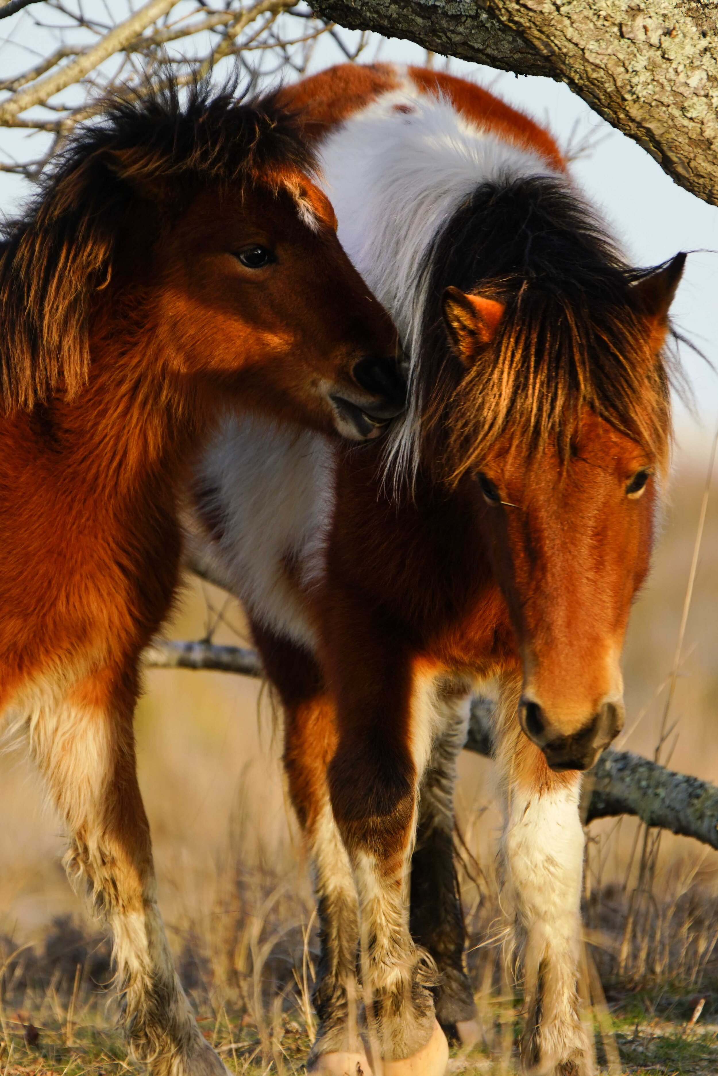 Wild horses  Lr-7.jpg