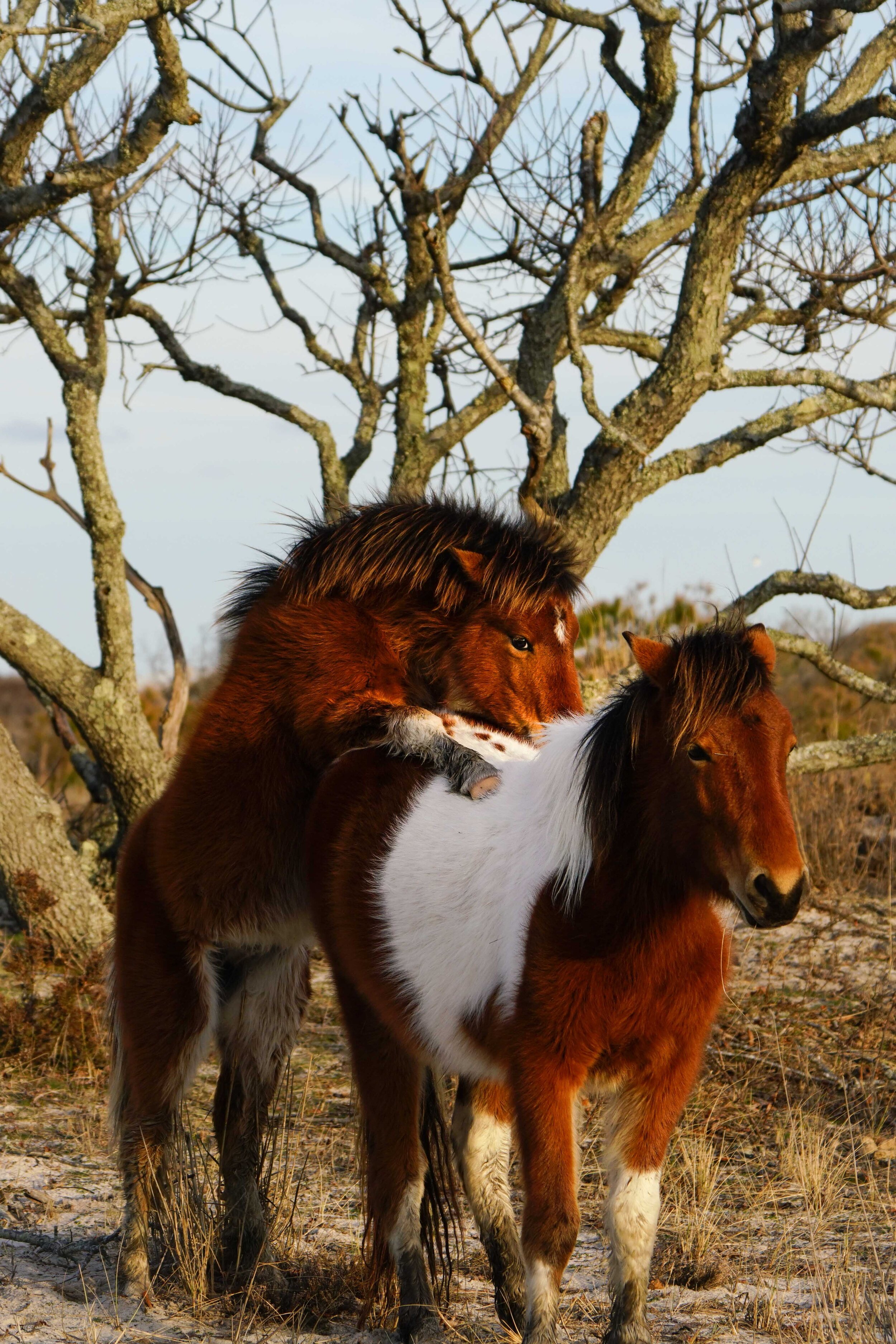 Wild horses  Lr-9.jpg