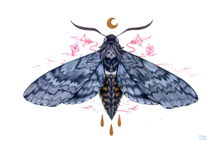 blackburnssphinxmoth_small.jpg