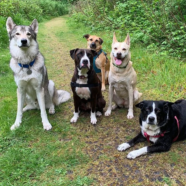 Wednesday pack just saying hello 🐶✌🏼💕#saycheese #friends #packlife #offleashlife #grouppic #offleash #dogstagram #dogsofinstagram #bordercollie #tamaskan #carolinadog #pitbull #tamaskandog #dogwalker #dogtraining #pdxdogs #portlandoregon #pdx