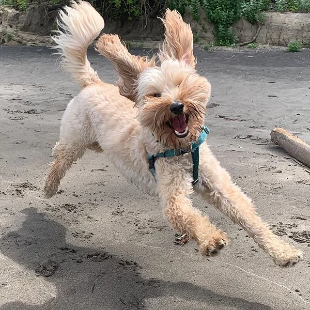One happy fluff nugget 😂💕 #happydog #offleashlife #happypup #labradoodle #dogstagram #dogsofinstagram #happy #dogjump #dogwalker #offleashtraining #dogfun #funnydog #cutedog #pdx #pdxdogs #portlandoregon
