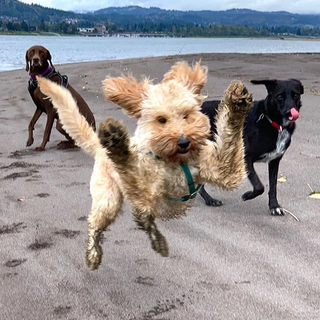 Pippin (AKA Fluff Nugget Extraordinaire) strikes again! 🐶🔥#pounce #happydog #stoked #cutedog #labradoodle #cutepuppy #dogsonadventures #dogstagram #dogsofinstagram #vislasofinstagram #pdxdogs #pdx #portlandoregon #dogwalker #pdxdogwalker