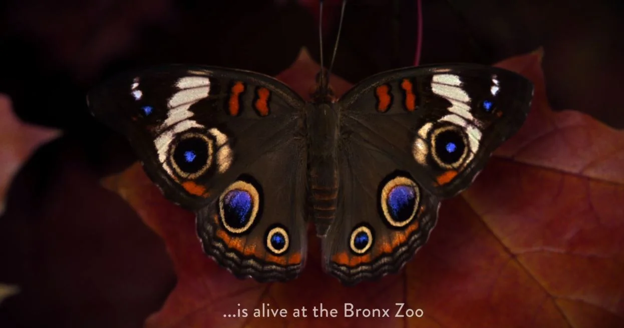 Bronx Zoo Boo at the Zoo