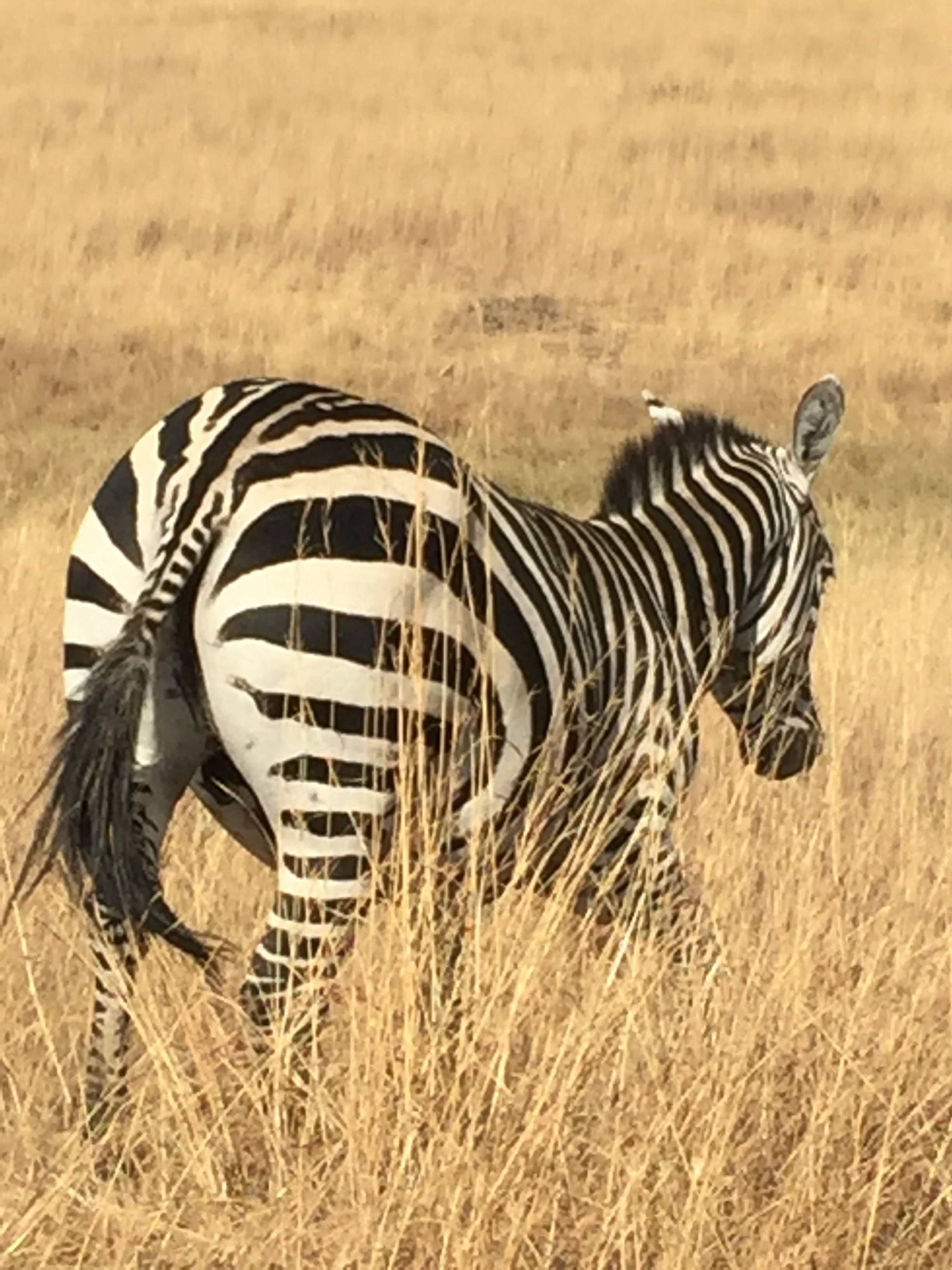Safari - Nairobi, Kenya