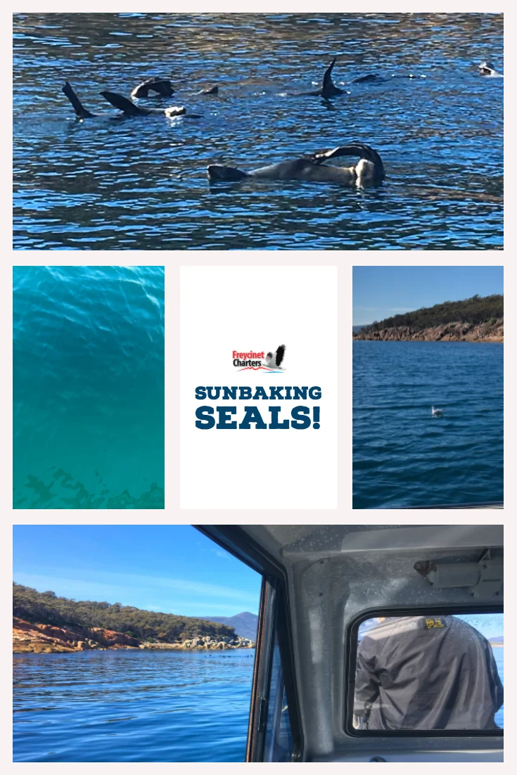 Sunbaking_Seals.jpg