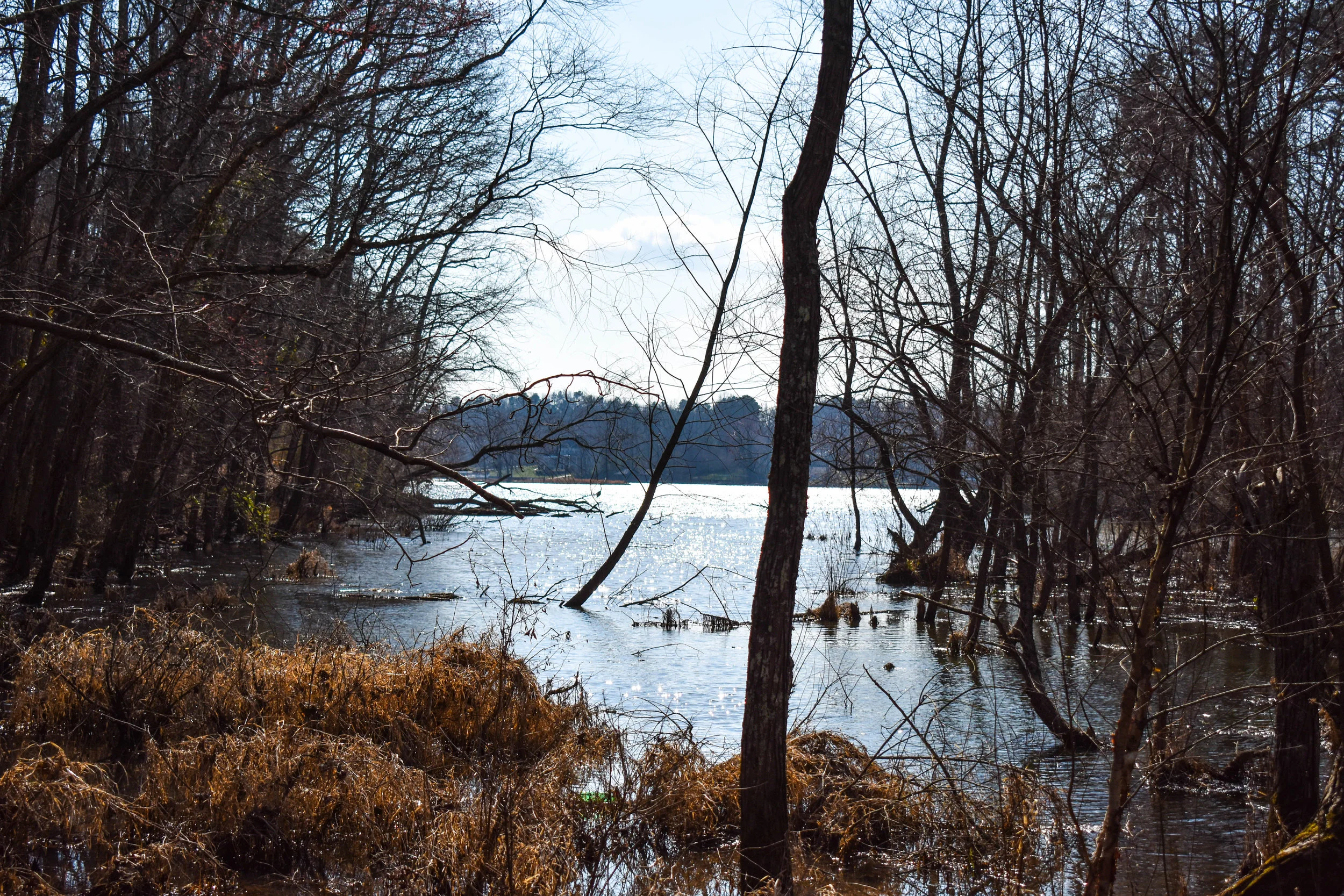 DSC_0441.jpg