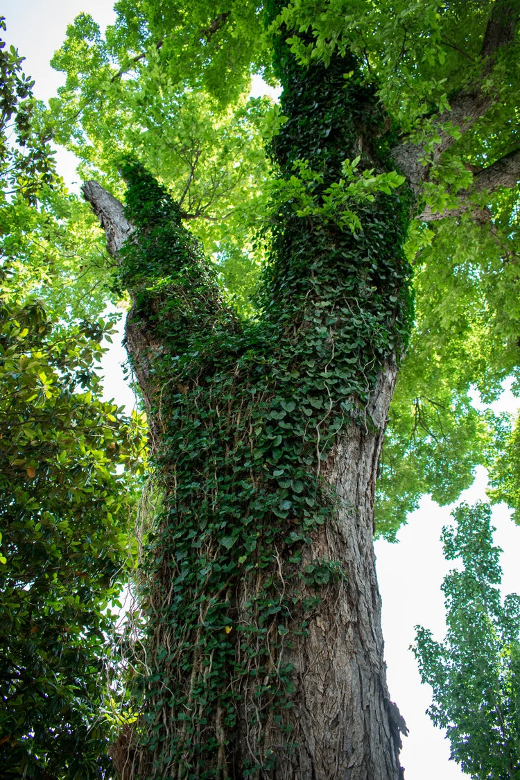 DSC_0628.jpg
