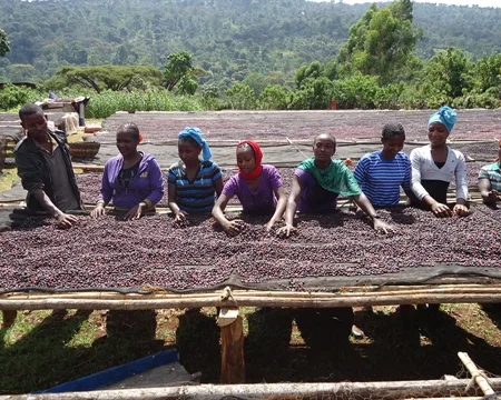 Ethiopia Guji3.jpg