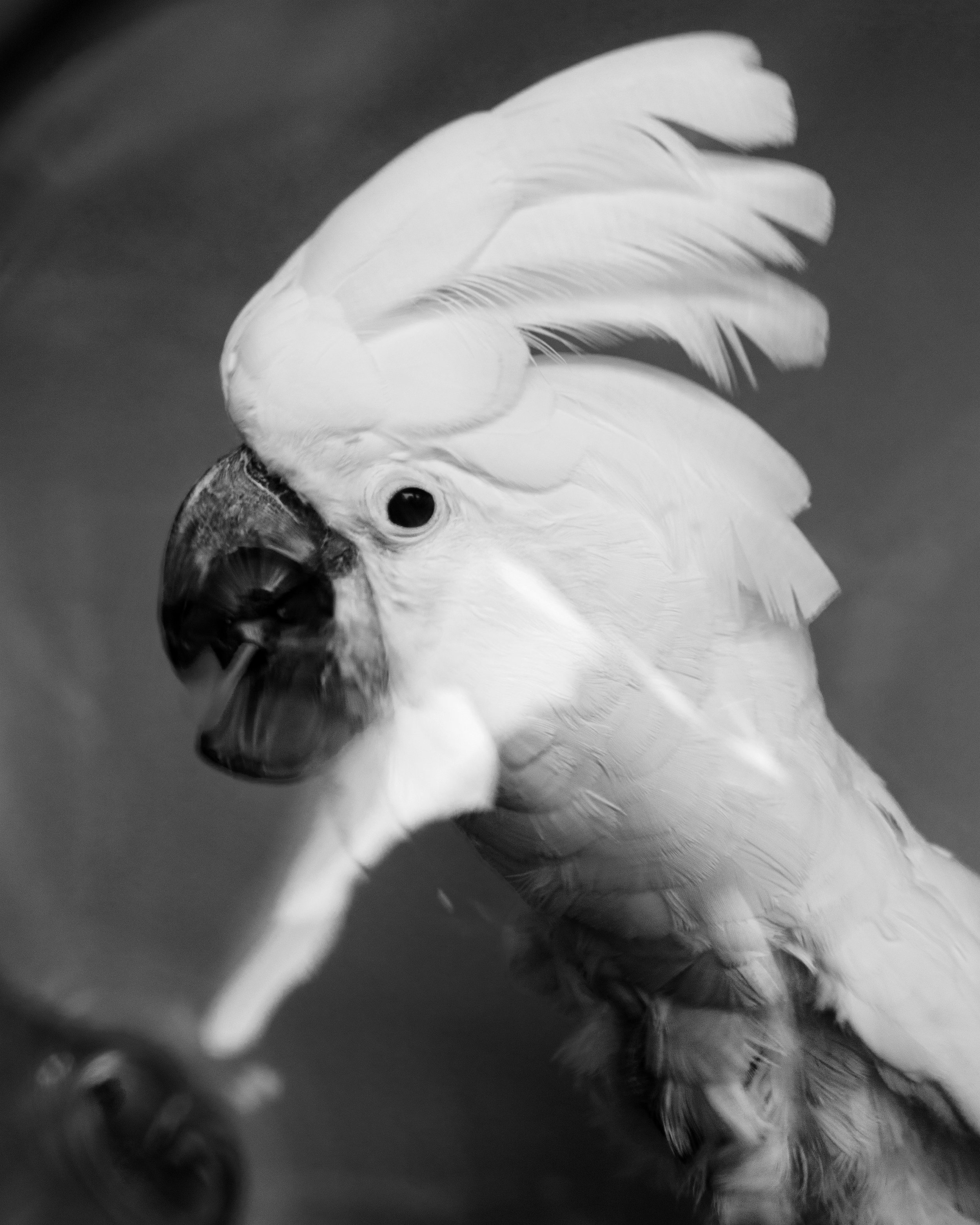 10_FosterParrots_ChristianTrippe_Buddy.jpg