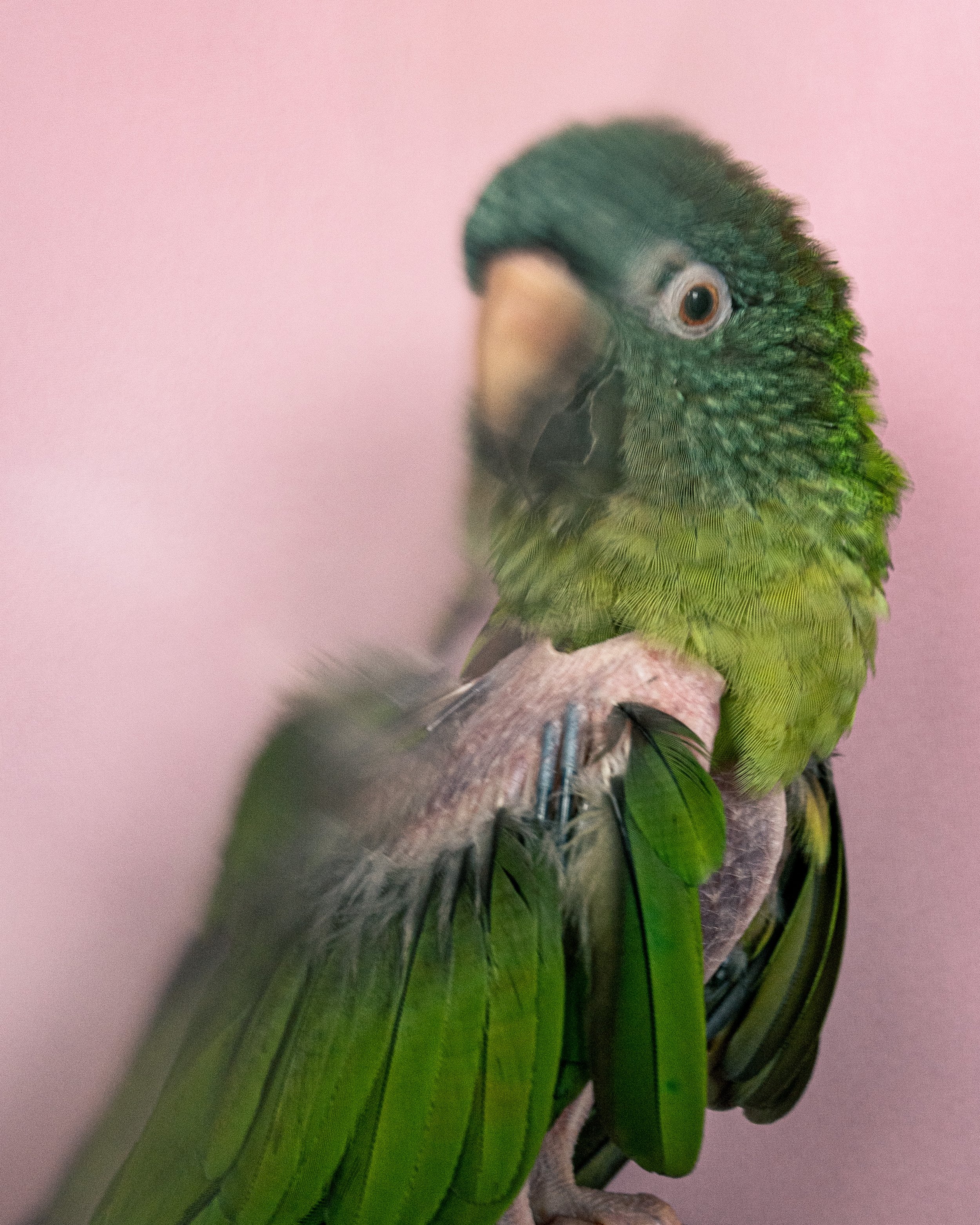 14_FosterParrots_ChristianTrippe_Paco.jpg