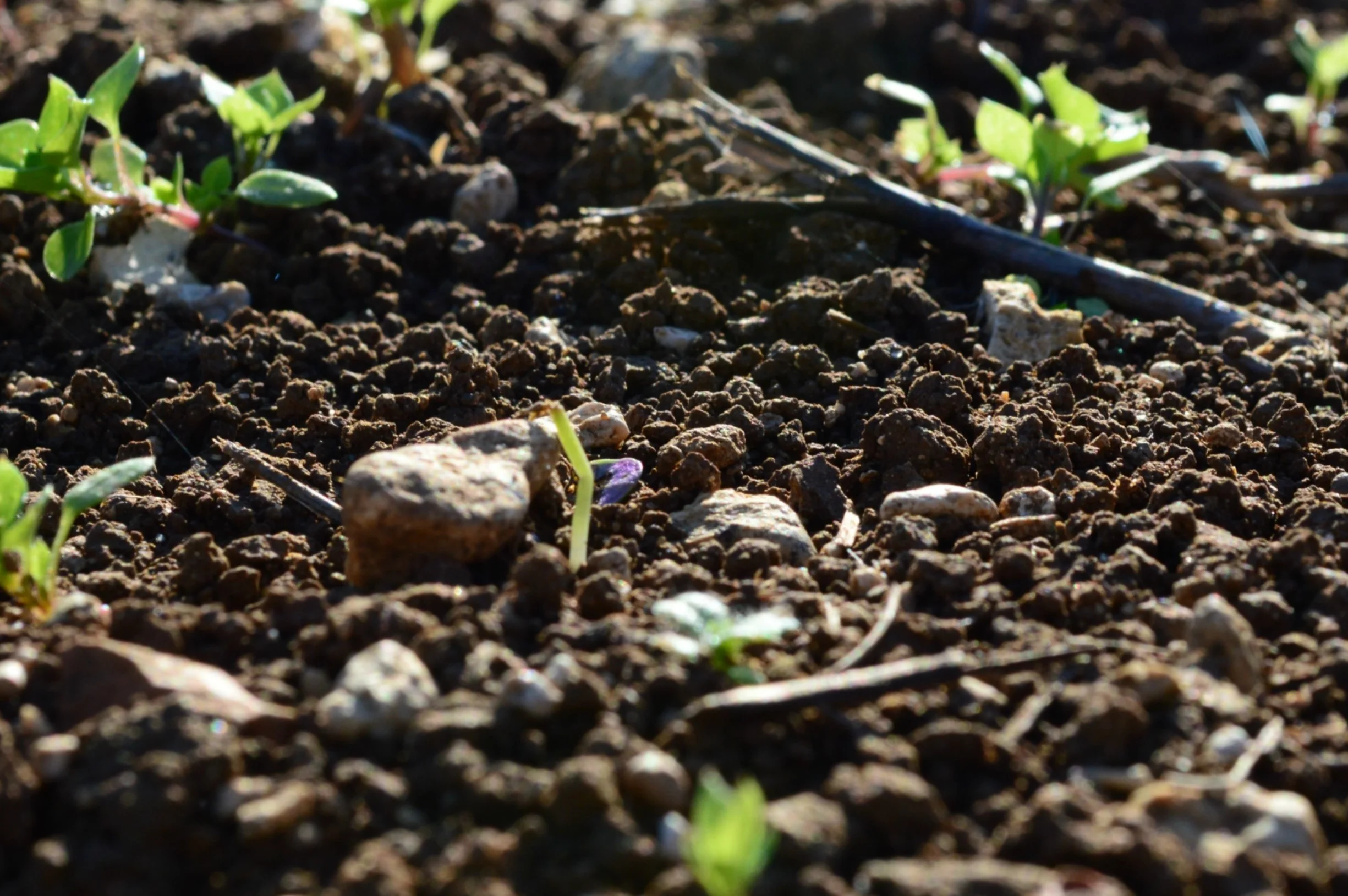 soil.jpg