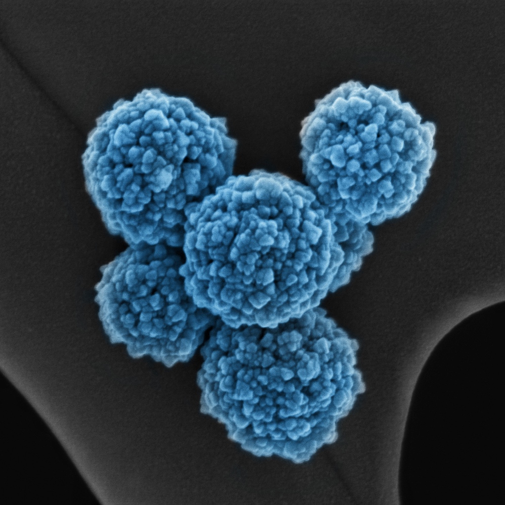 FRANK GU LAB nanotechnology, for a better world VIEW OUR PROJECTS