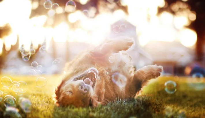 riverbend pet center